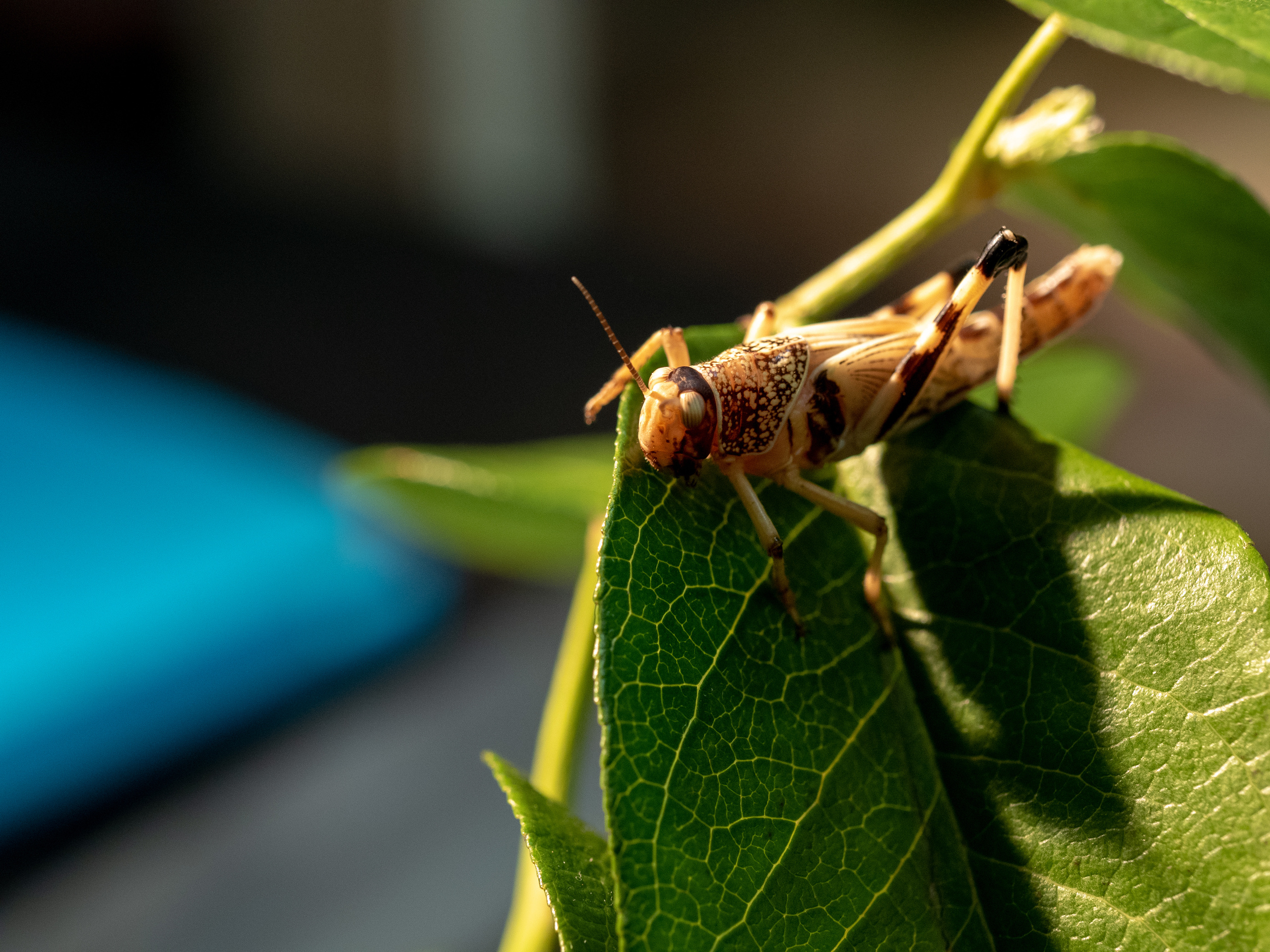 Macro. Photographer Sonkina Tatiana (Tanya Ash)