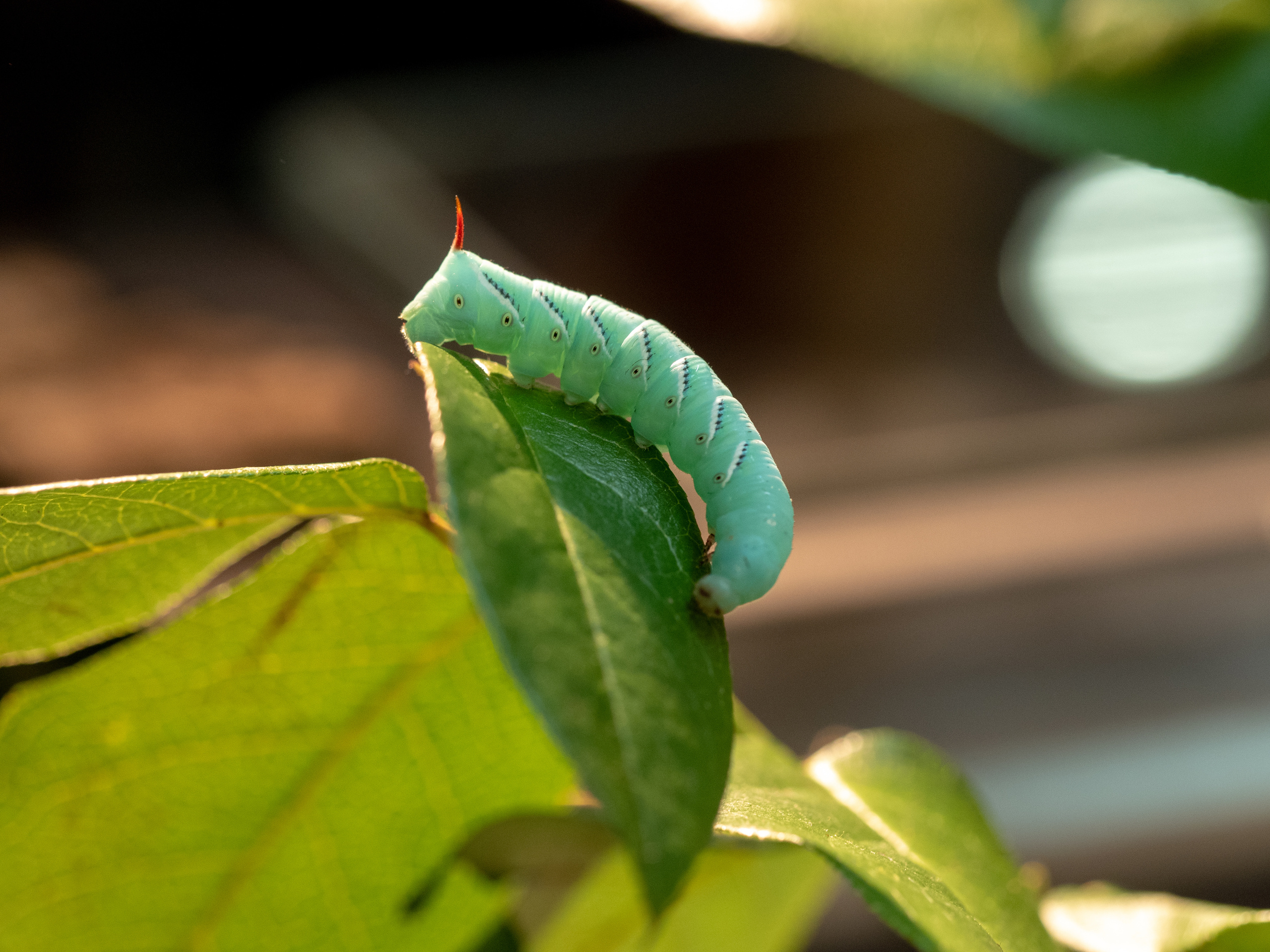 Macro. Photographer Sonkina Tatiana (Tanya Ash)