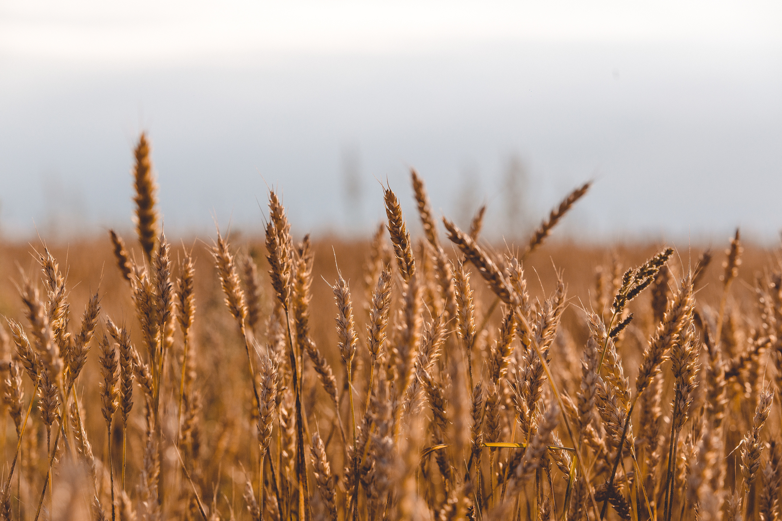 Пшеничные колосья