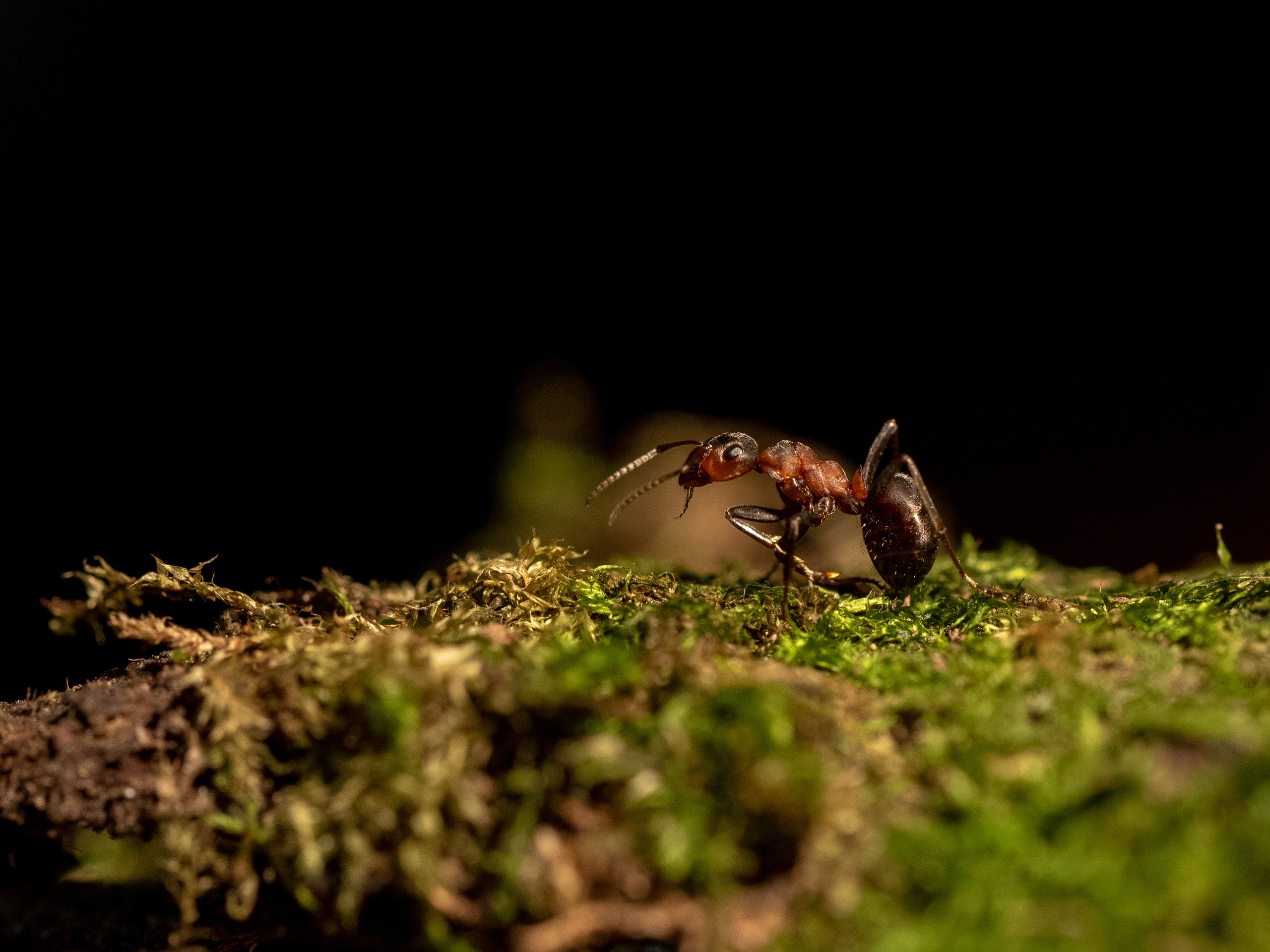 Macro. Photographer Sonkina Tatiana (Tanya Ash)