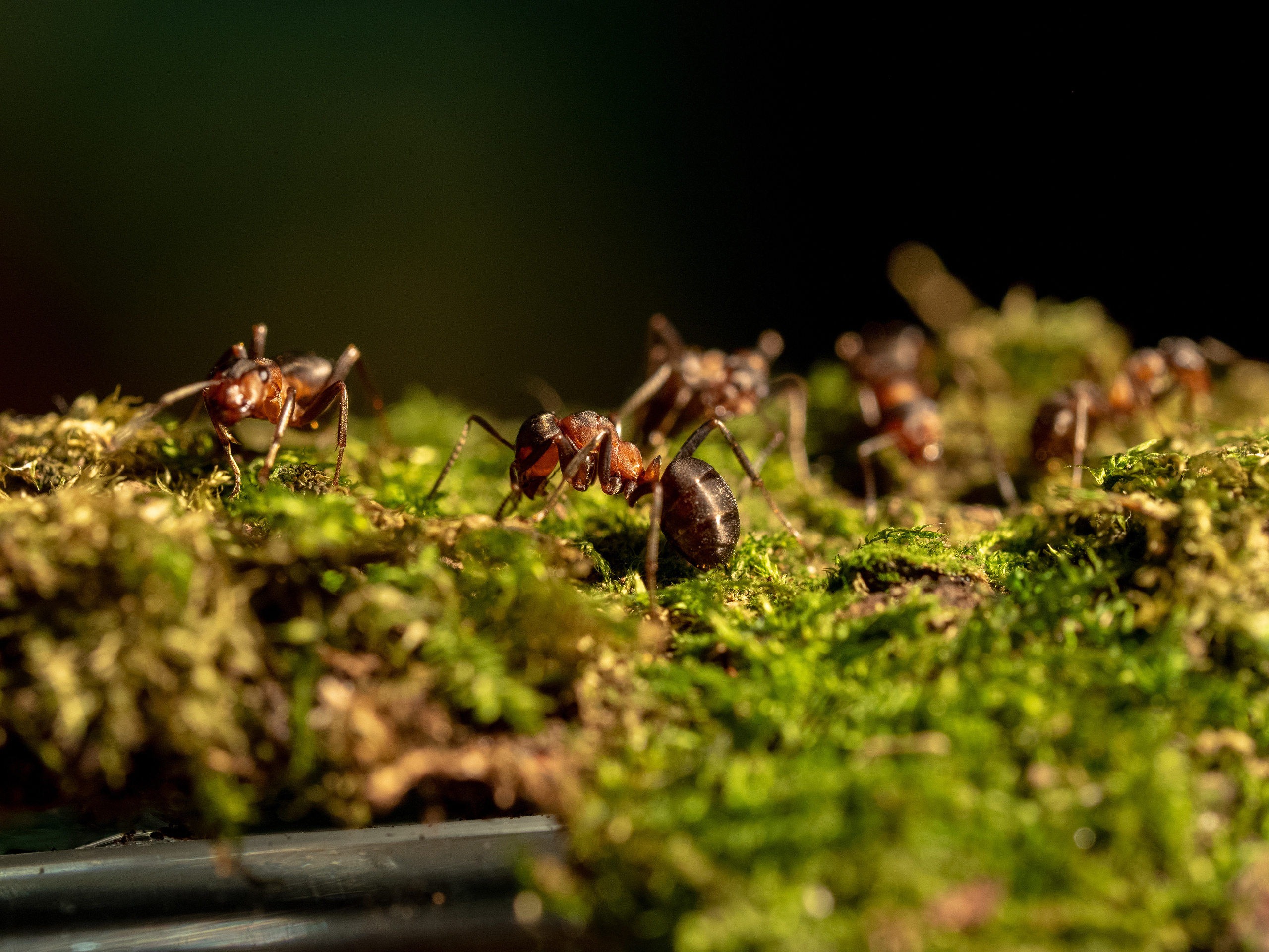 Macro. Photographer Sonkina Tatiana (Tanya Ash)