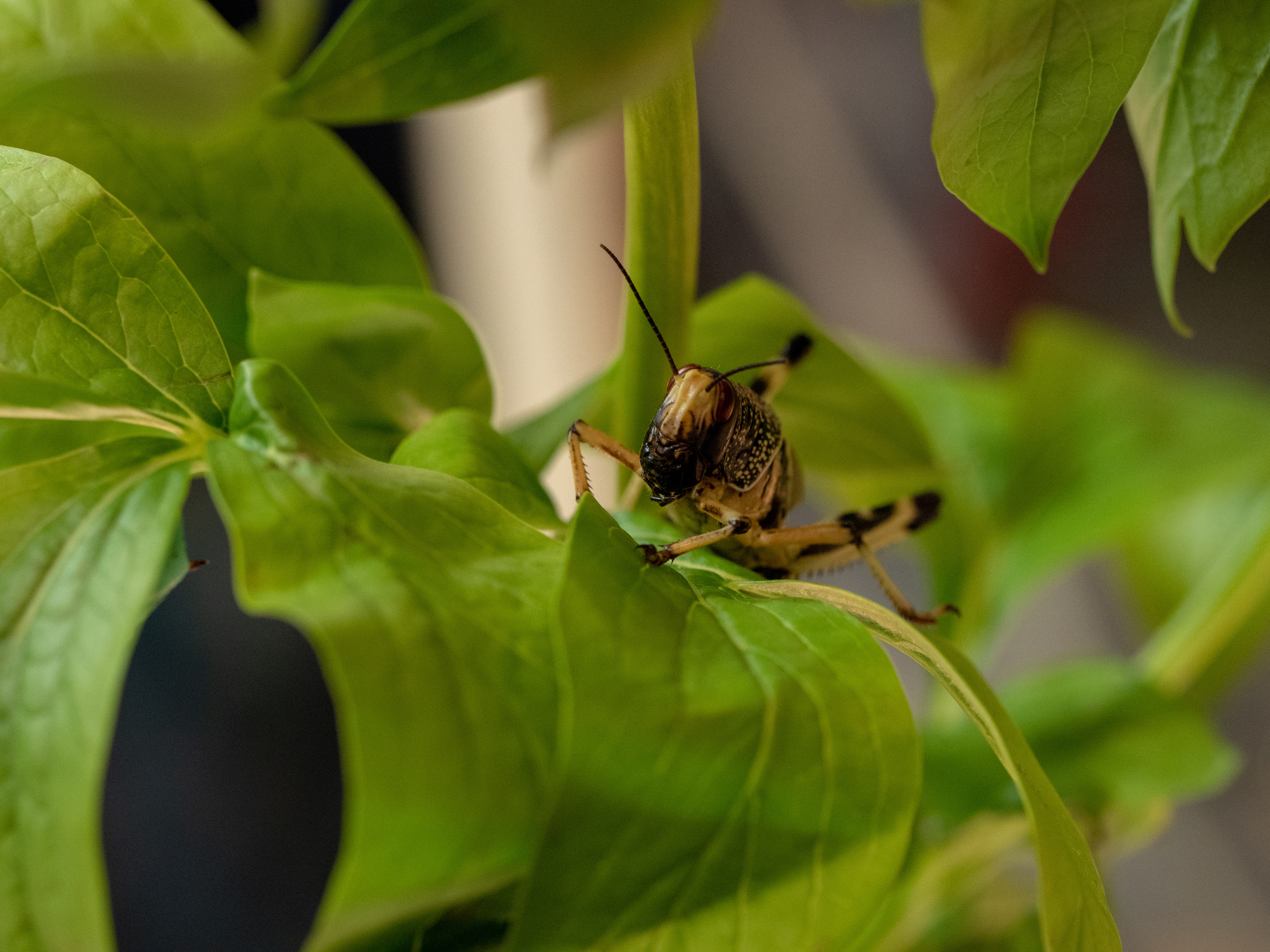 Macro. Photographer Sonkina Tatiana (Tanya Ash)