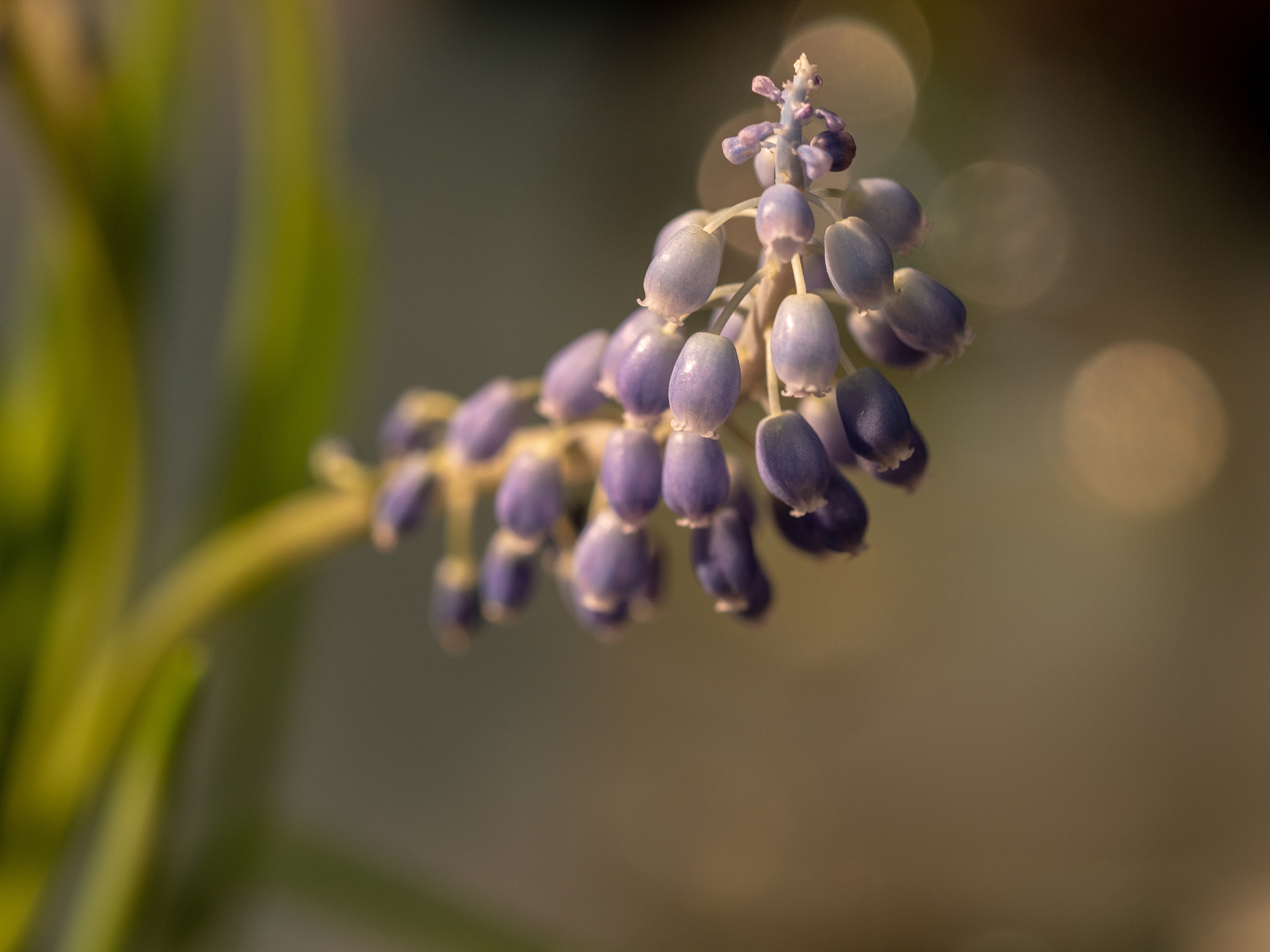 Macro. Photographer Sonkina Tatiana (Tanya Ash)