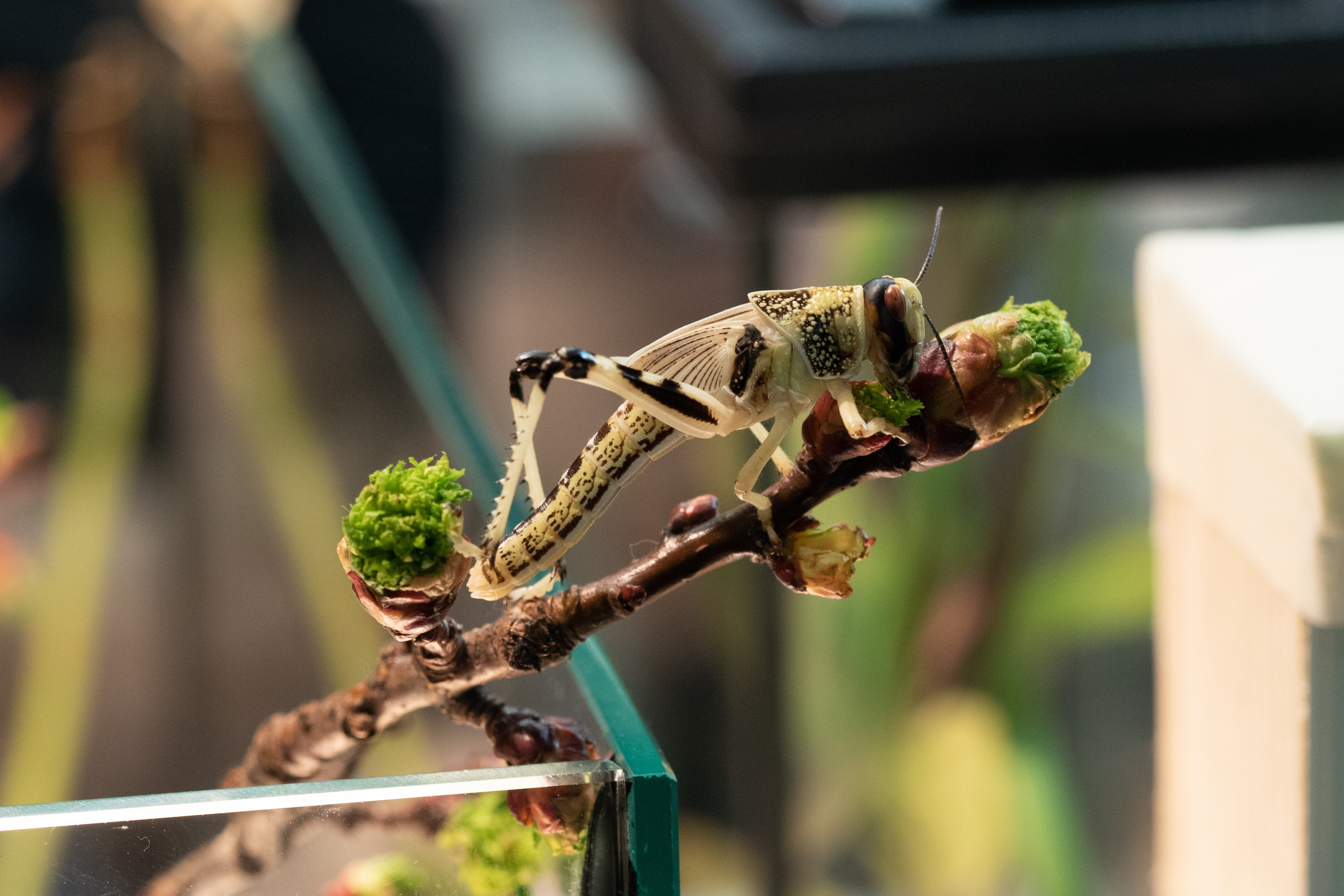 Macro. Photographer Sonkina Tatiana (Tanya Ash)