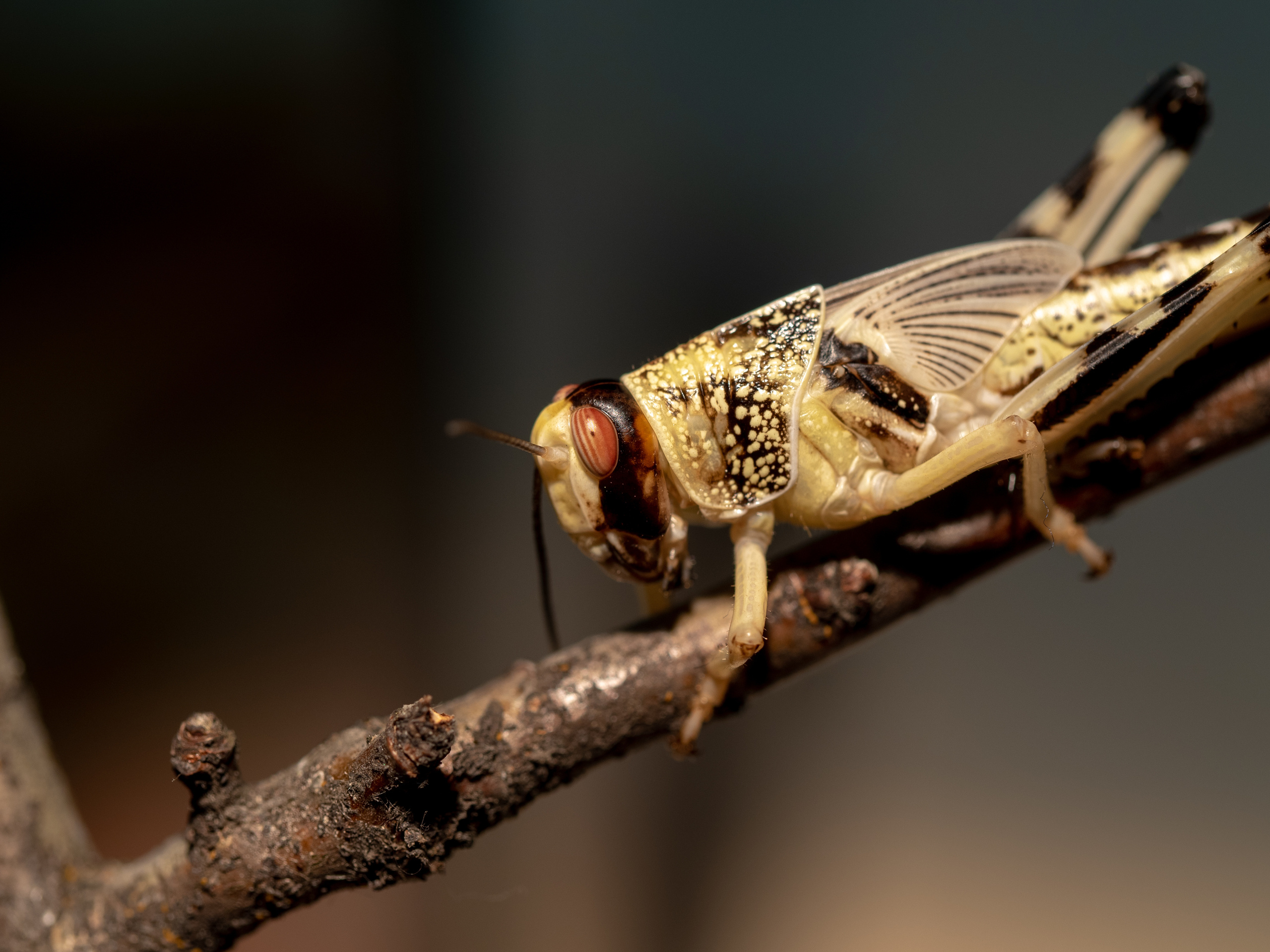 Macro. Photographer Sonkina Tatiana (Tanya Ash)