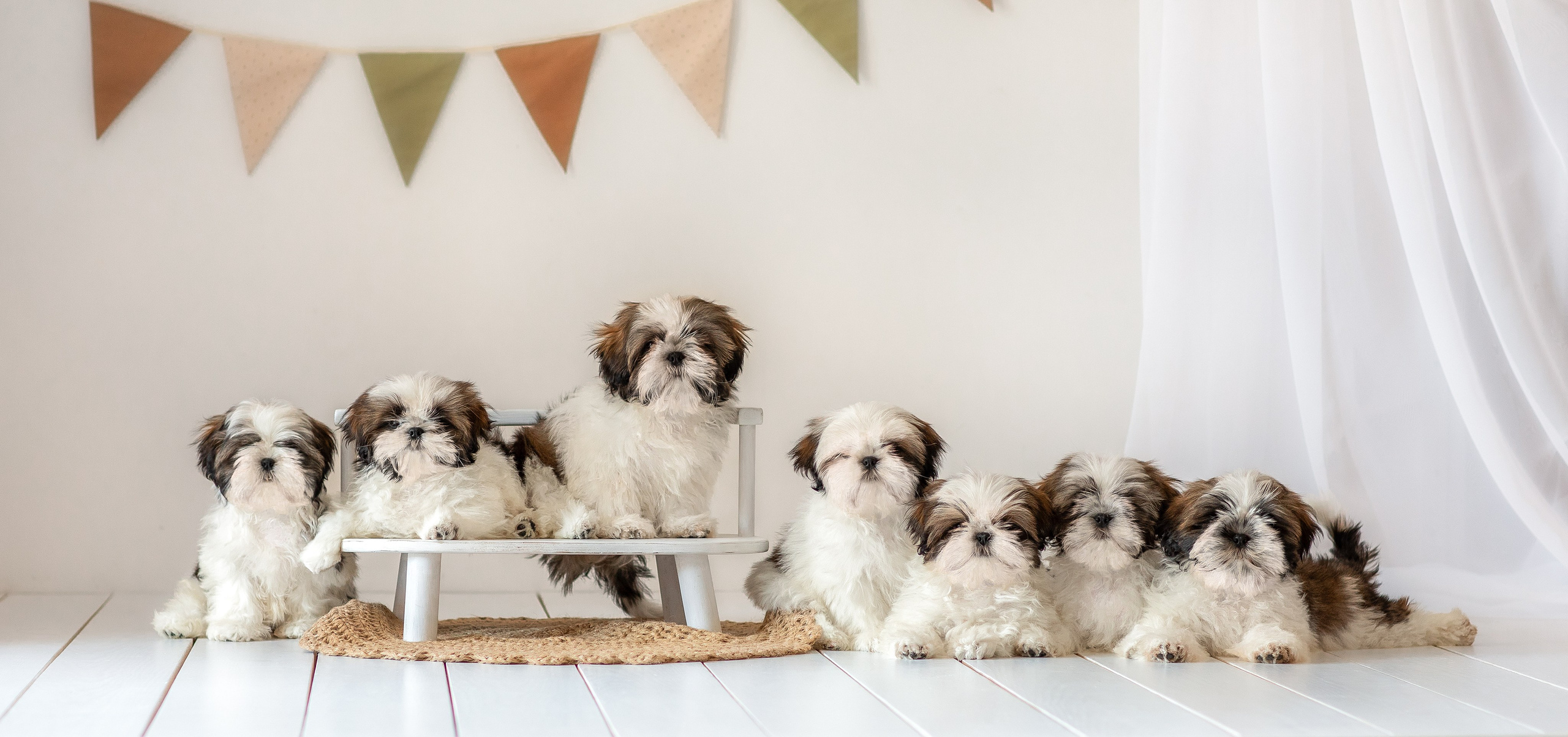 Фотосессия щенков. Фотограф для Вашей собаки