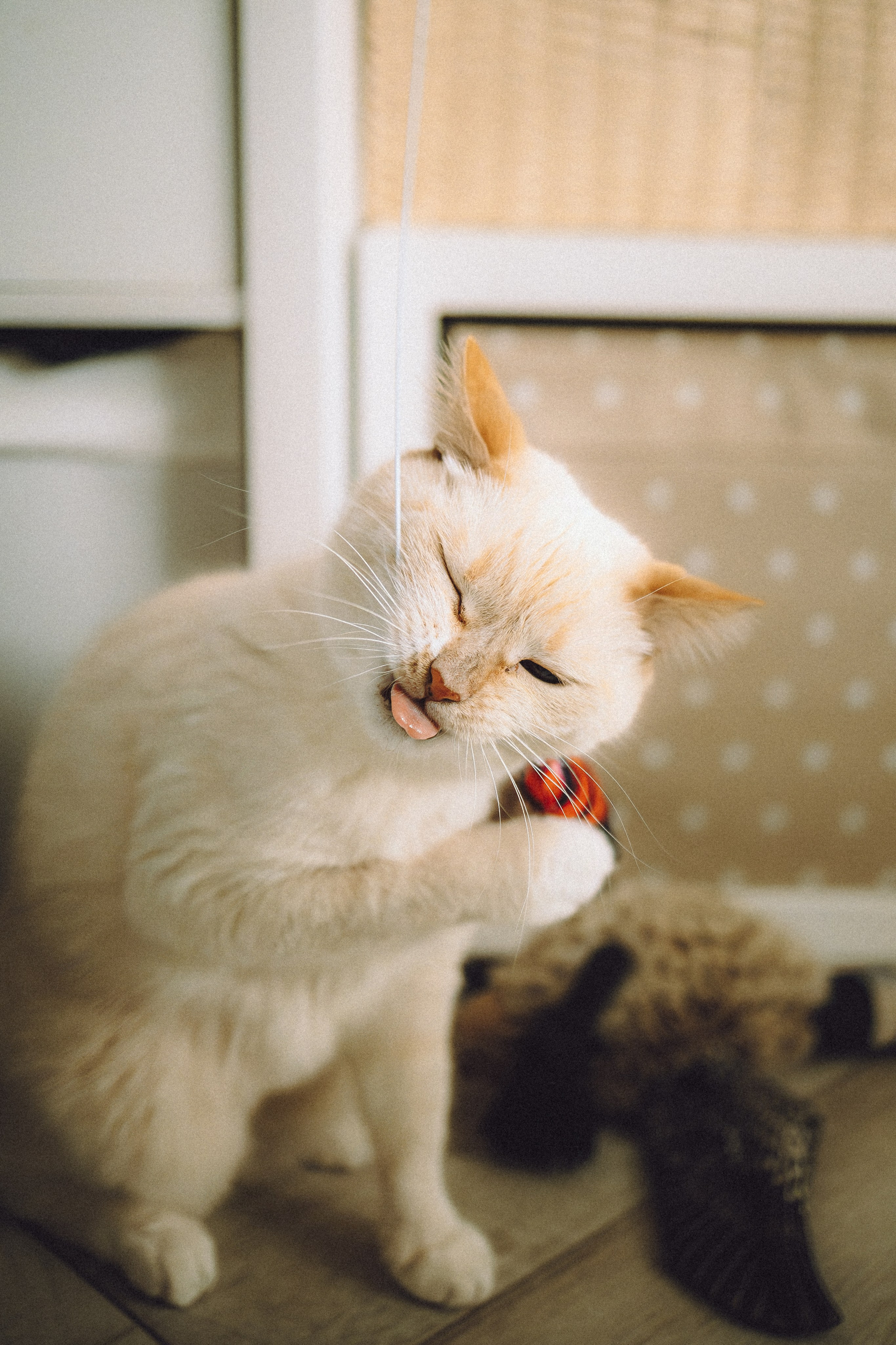 Топик и его семья