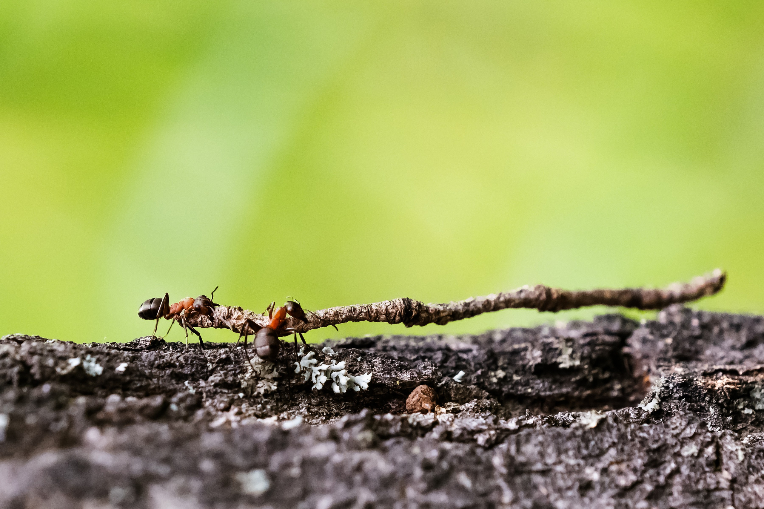 Красота Заречного. Репортажный, семейный и детский фотограф в Пензе и Заречном Арина Ермилова. Картины барельеф на заказ