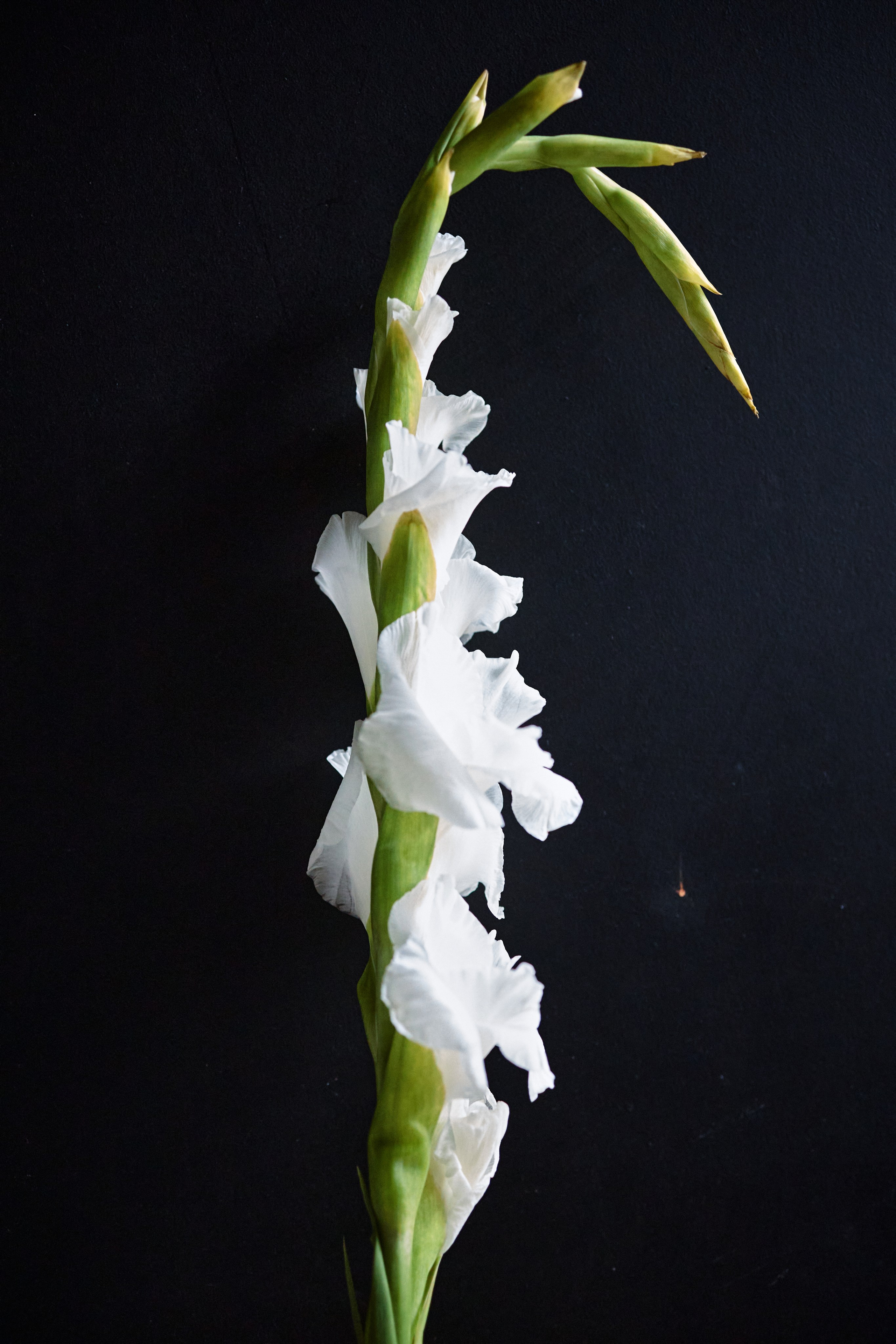 Esthetic. Фотограф Москва / TASIA_ZHUKOVA Photographer Moscow