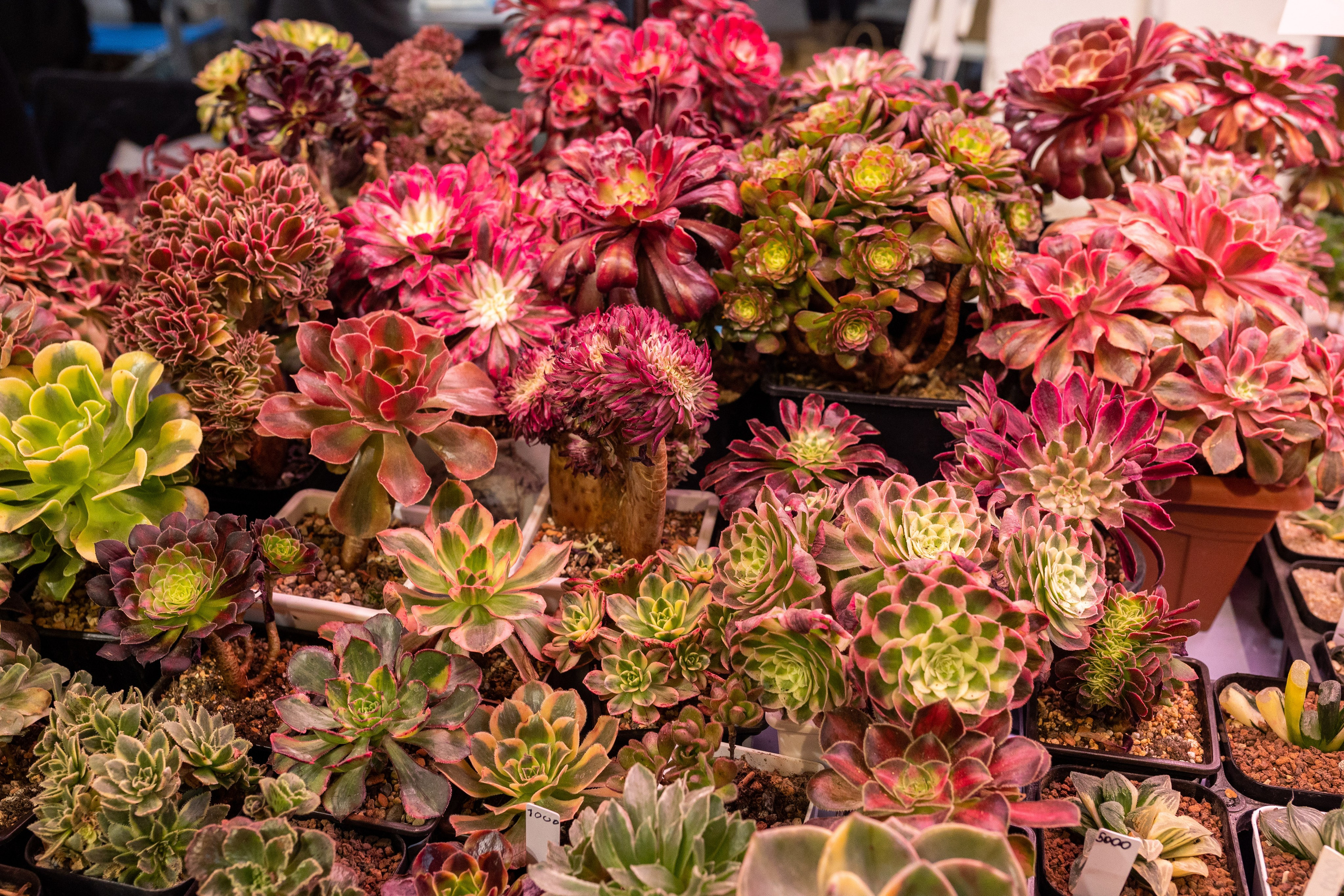 Meza market 2024. Александра Куликова фотограф, Москва