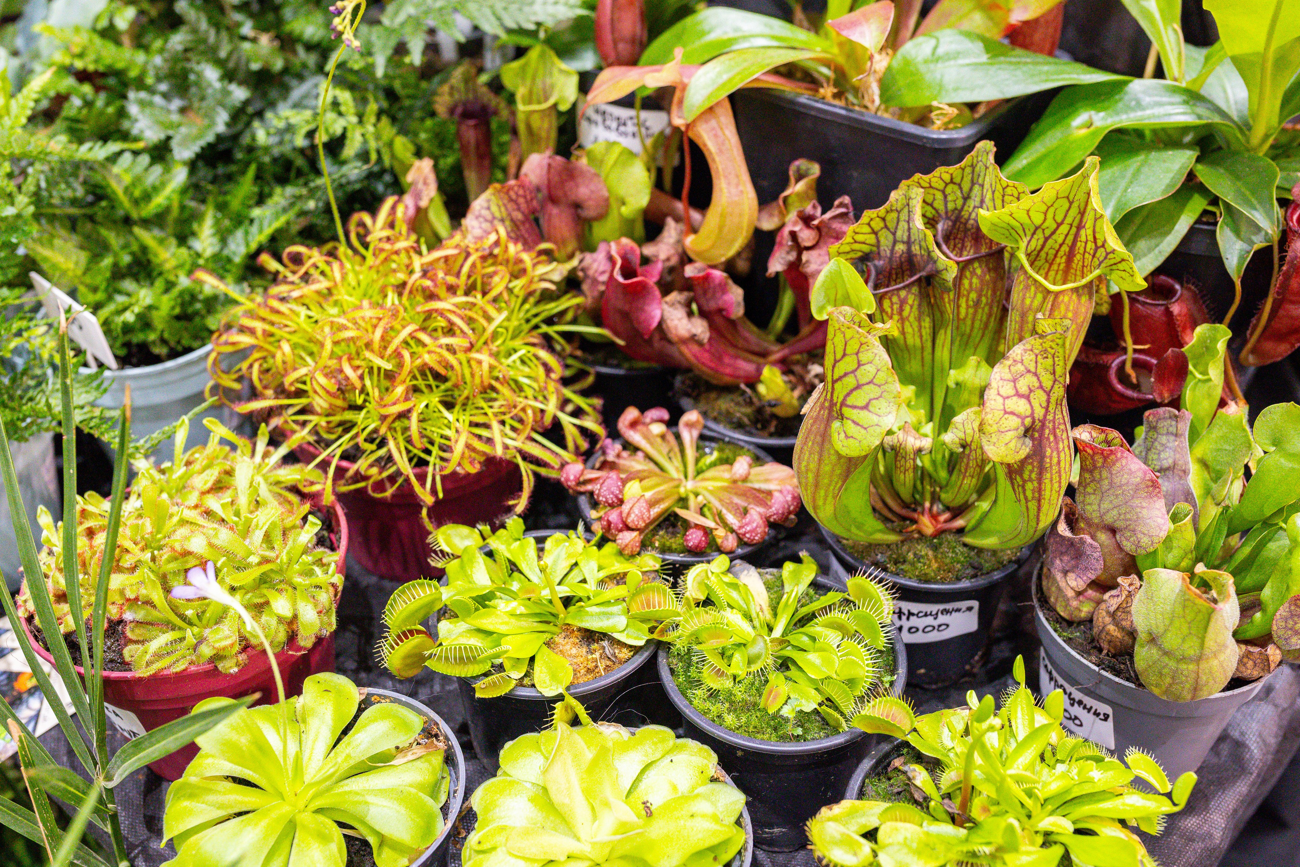 Монстериум 11–12 октября. Александра Куликова фотограф, Москва