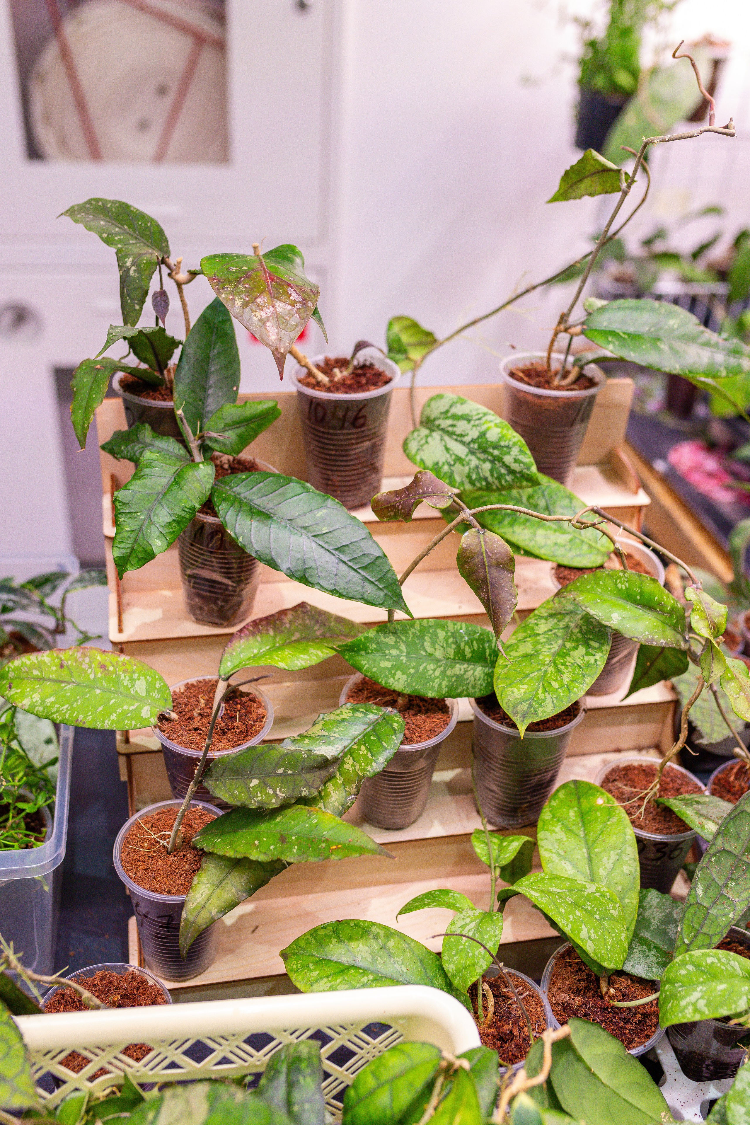 Орхидиум 12.2025. Александра Куликова фотограф, Москва