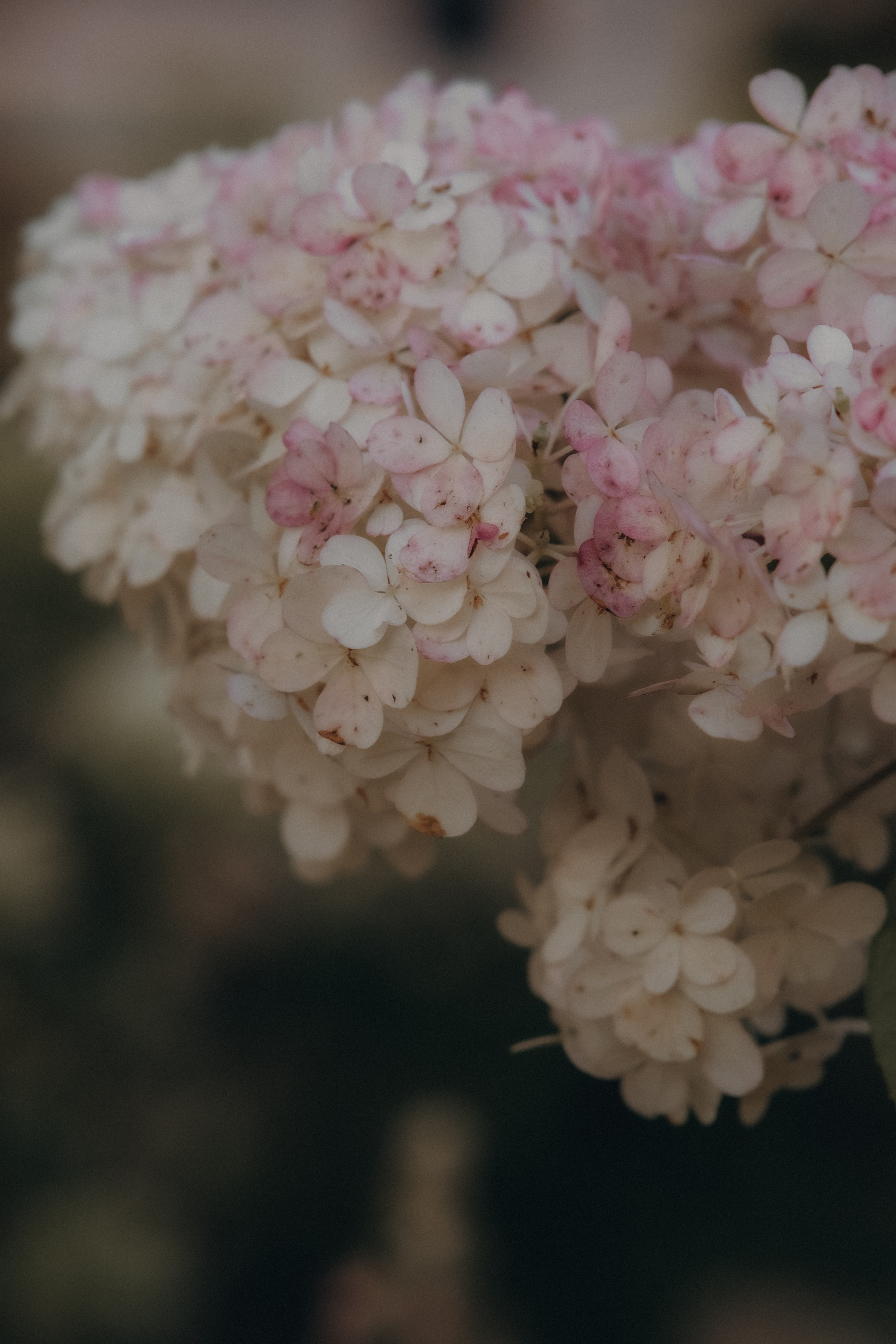 Утро в гортензиях. Свадебный и семейный фотограф в Москве Инника Кетлер