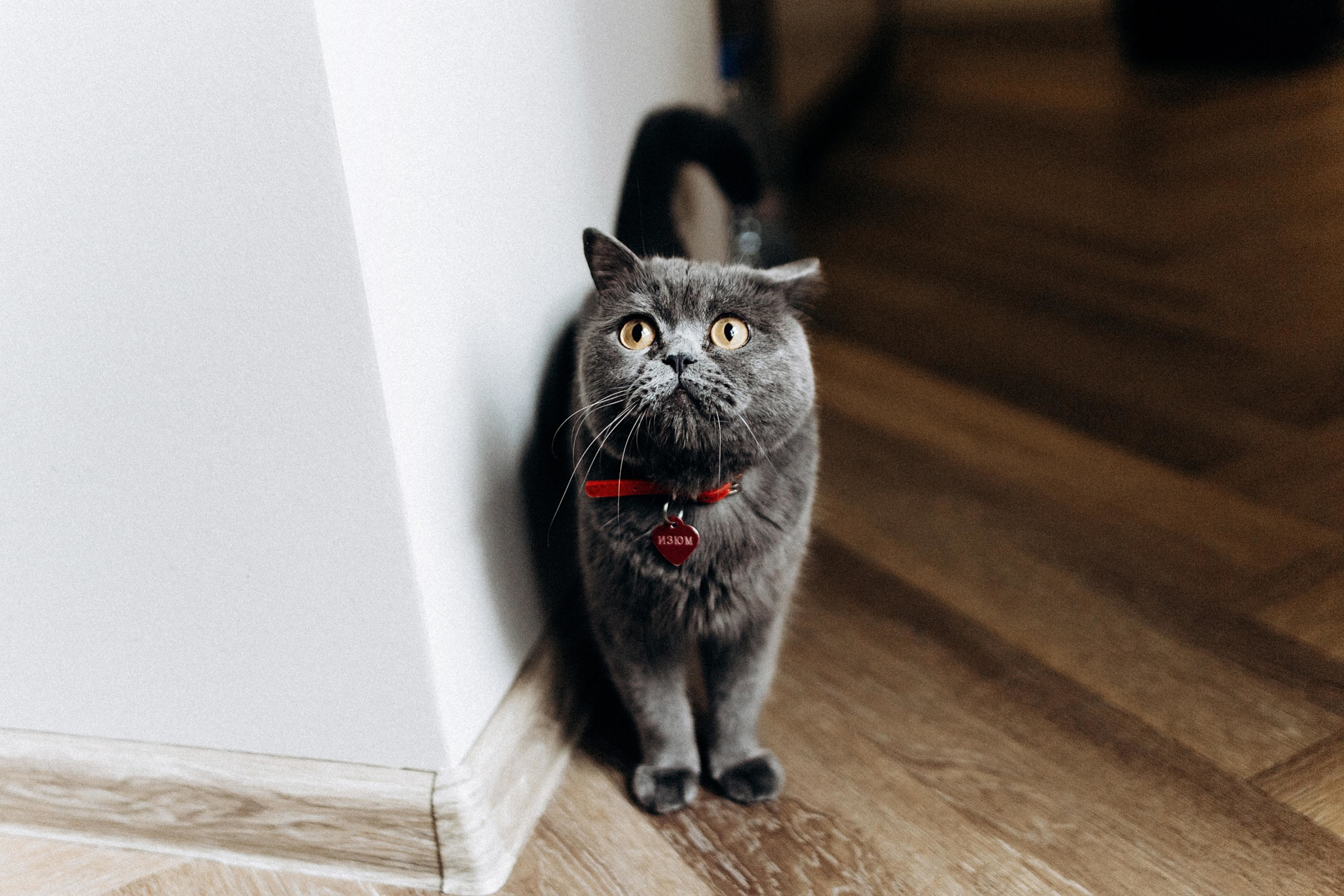 I&I. Пушистая Сова - Свадебный и портретный фотограф Воронеж, Москва, Питер