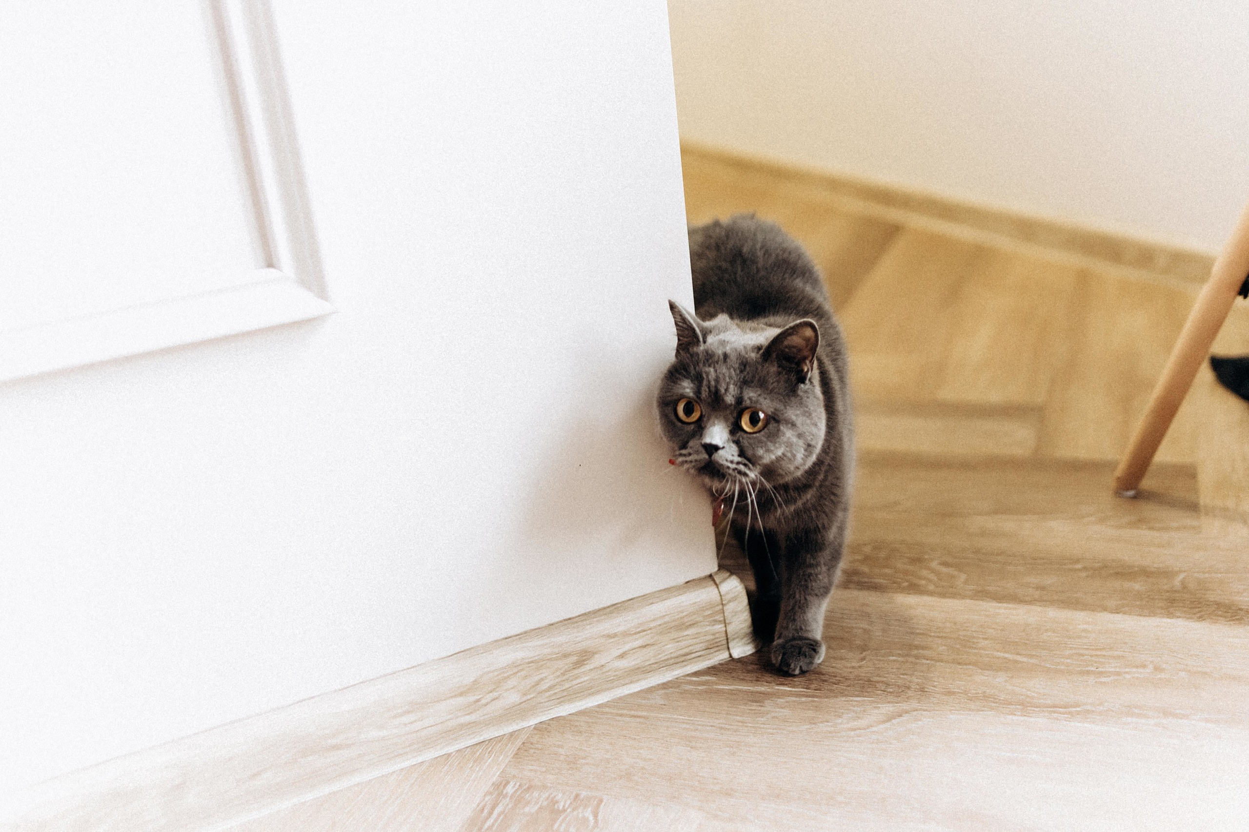 I&I. Пушистая Сова - Свадебный и портретный фотограф Воронеж, Москва, Питер