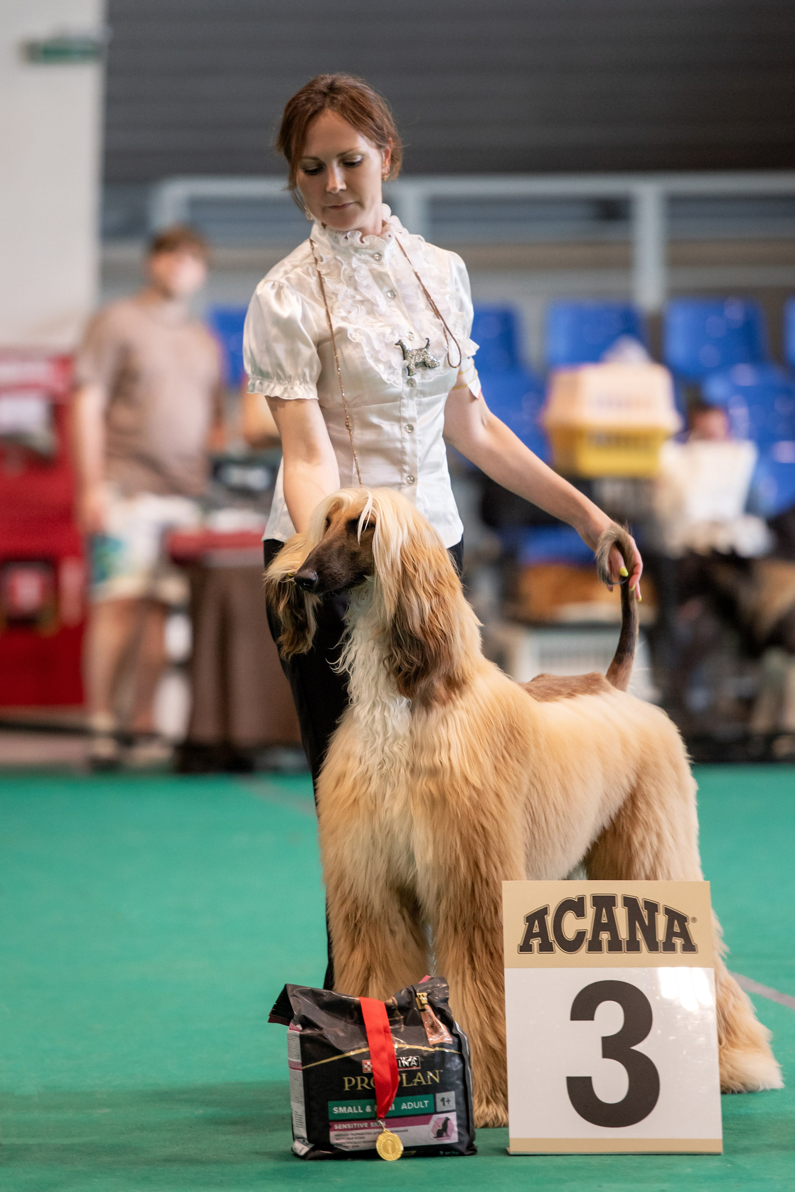 03.08.2025 КОО И Элита. Галерея фотографий афганской борзой
