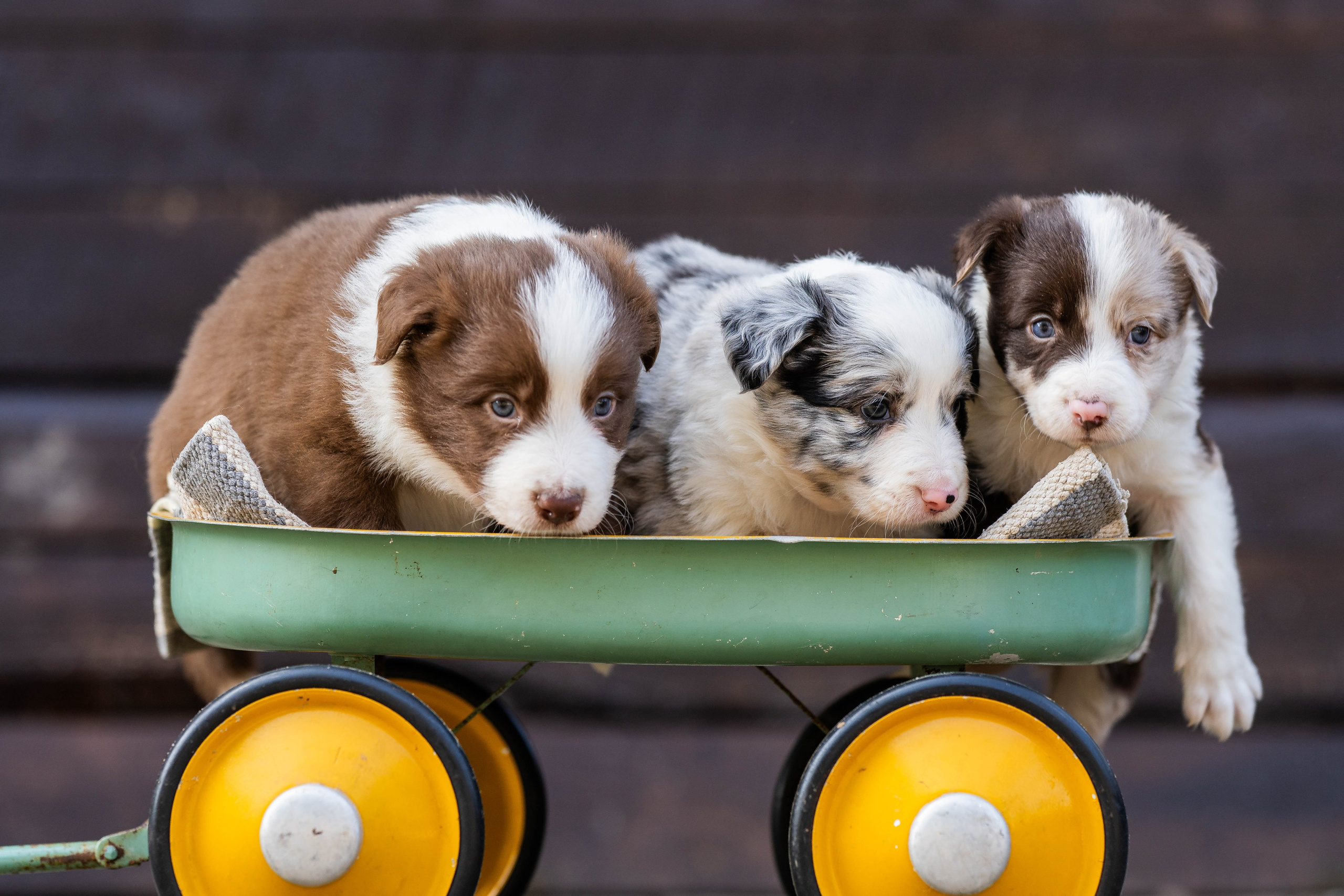 Фритсвит. Семейный фотограф Ефремова Виктория