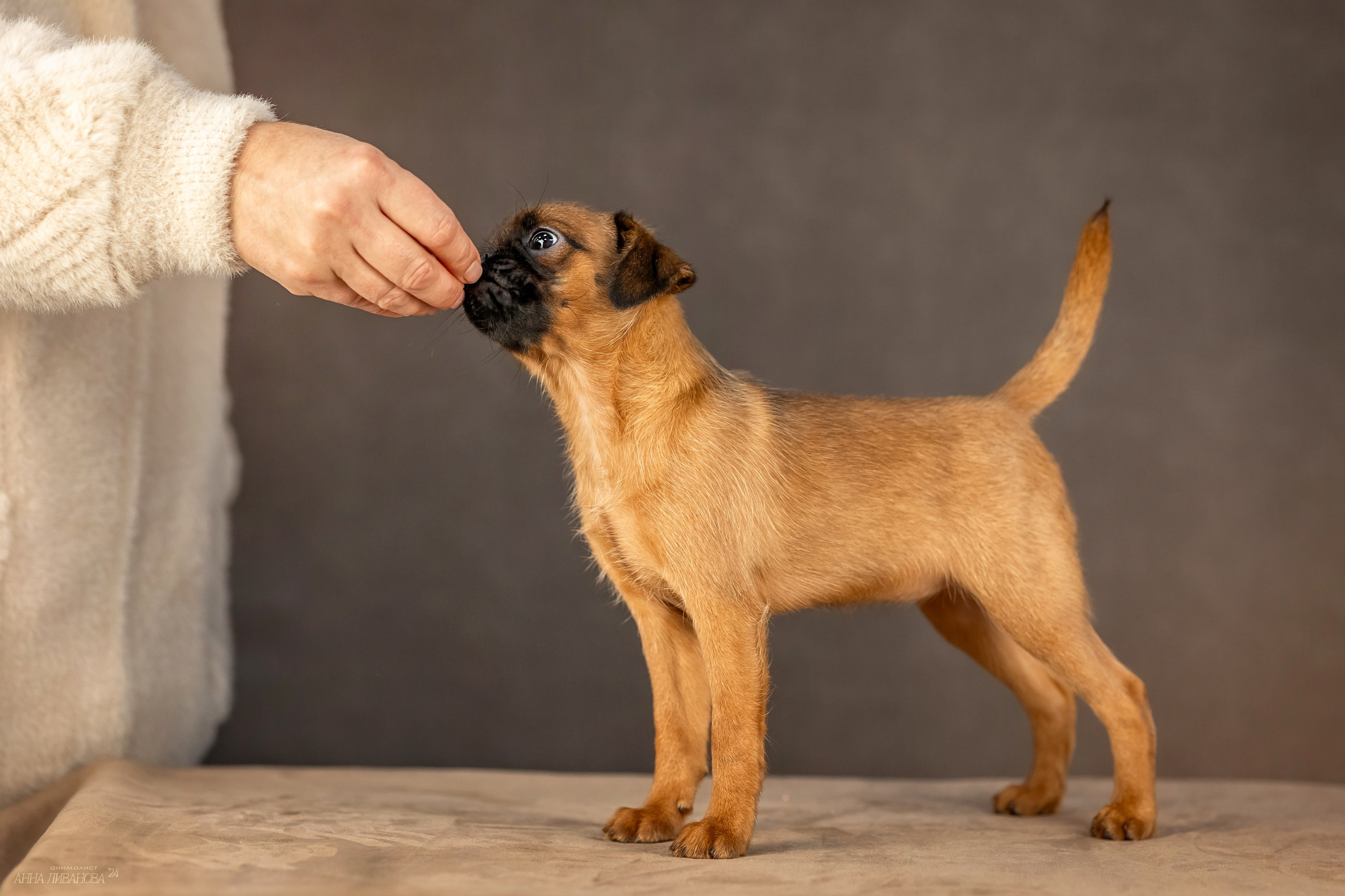 Гриффончики. Фотограф анималист Аня Ливанова | Рыбинск
