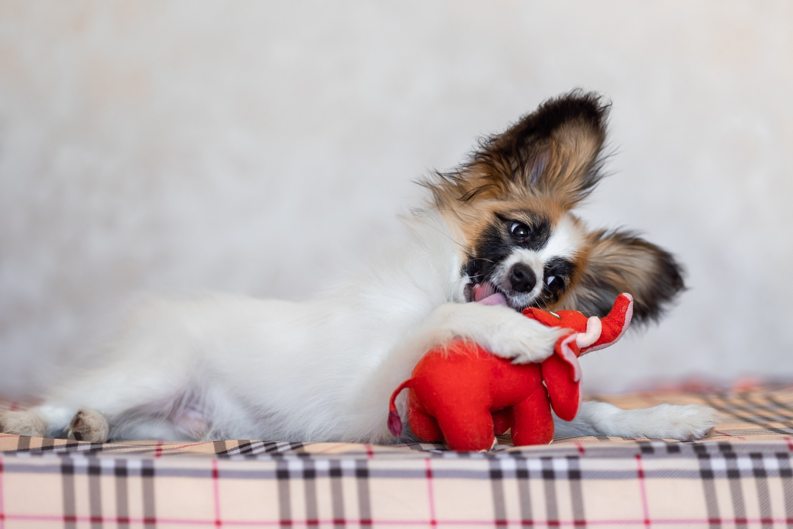 Хьюстон. Фотограф анималист Аня Ливанова | Рыбинск