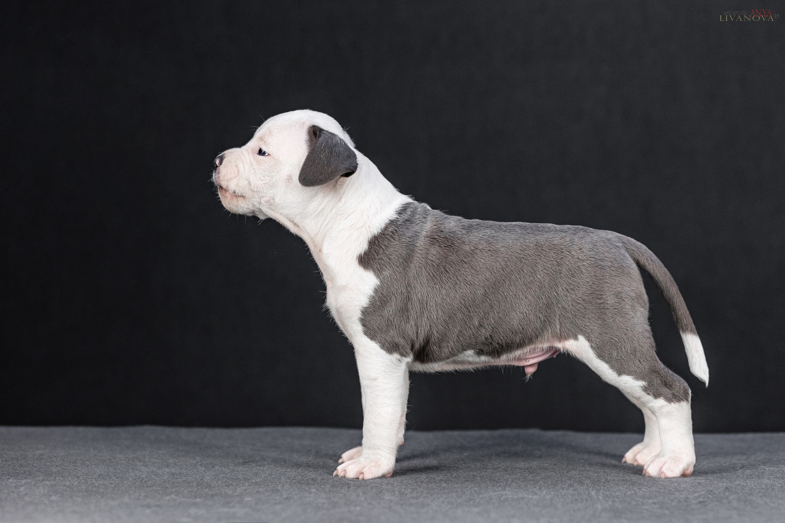 Стаффик. Фотограф анималист Аня Ливанова | Рыбинск