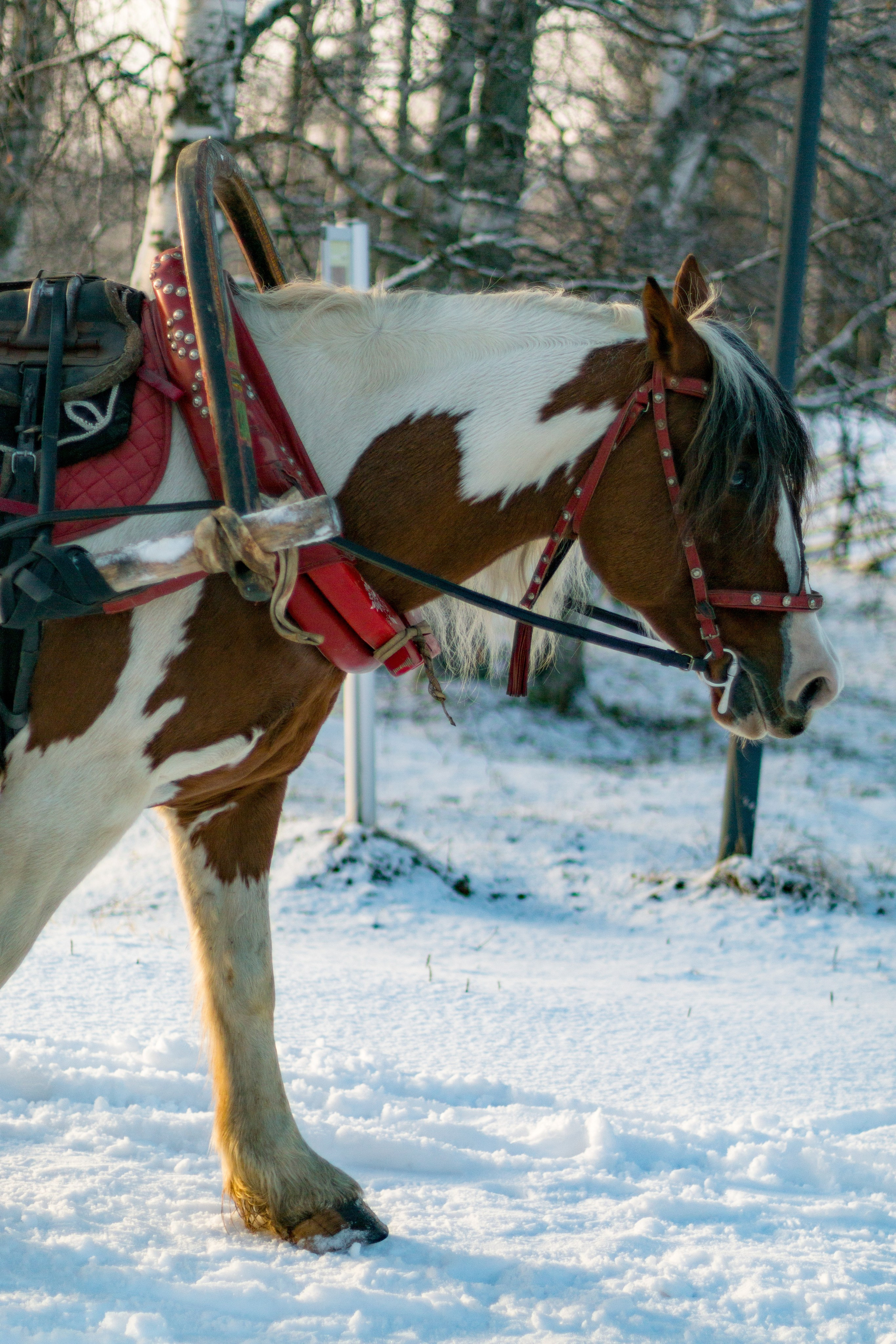 Русский Север, Малые карелы. Фотограф в Сочи