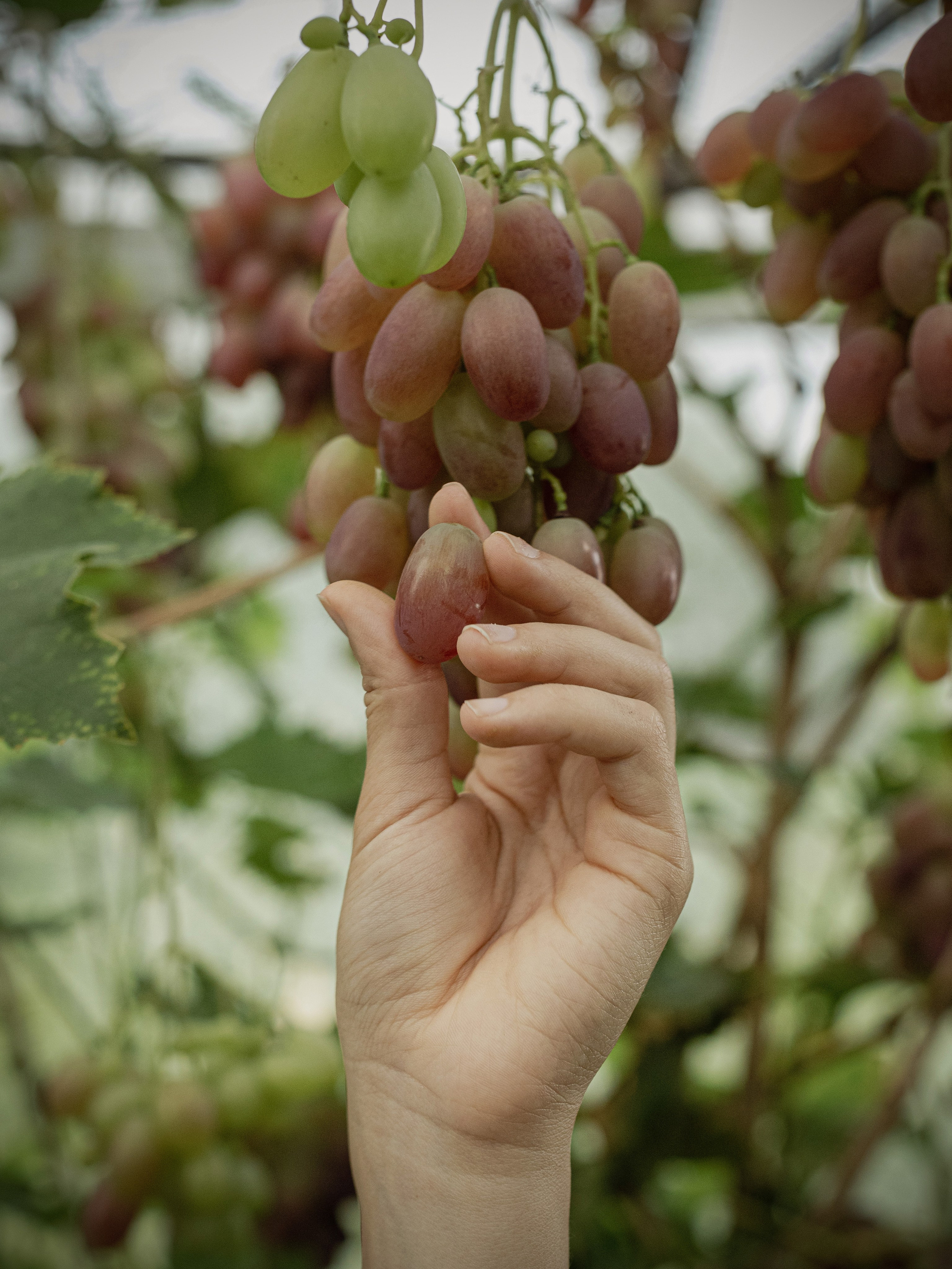 В деревне. Портретный фотограф в Калининграде Алеся Раух