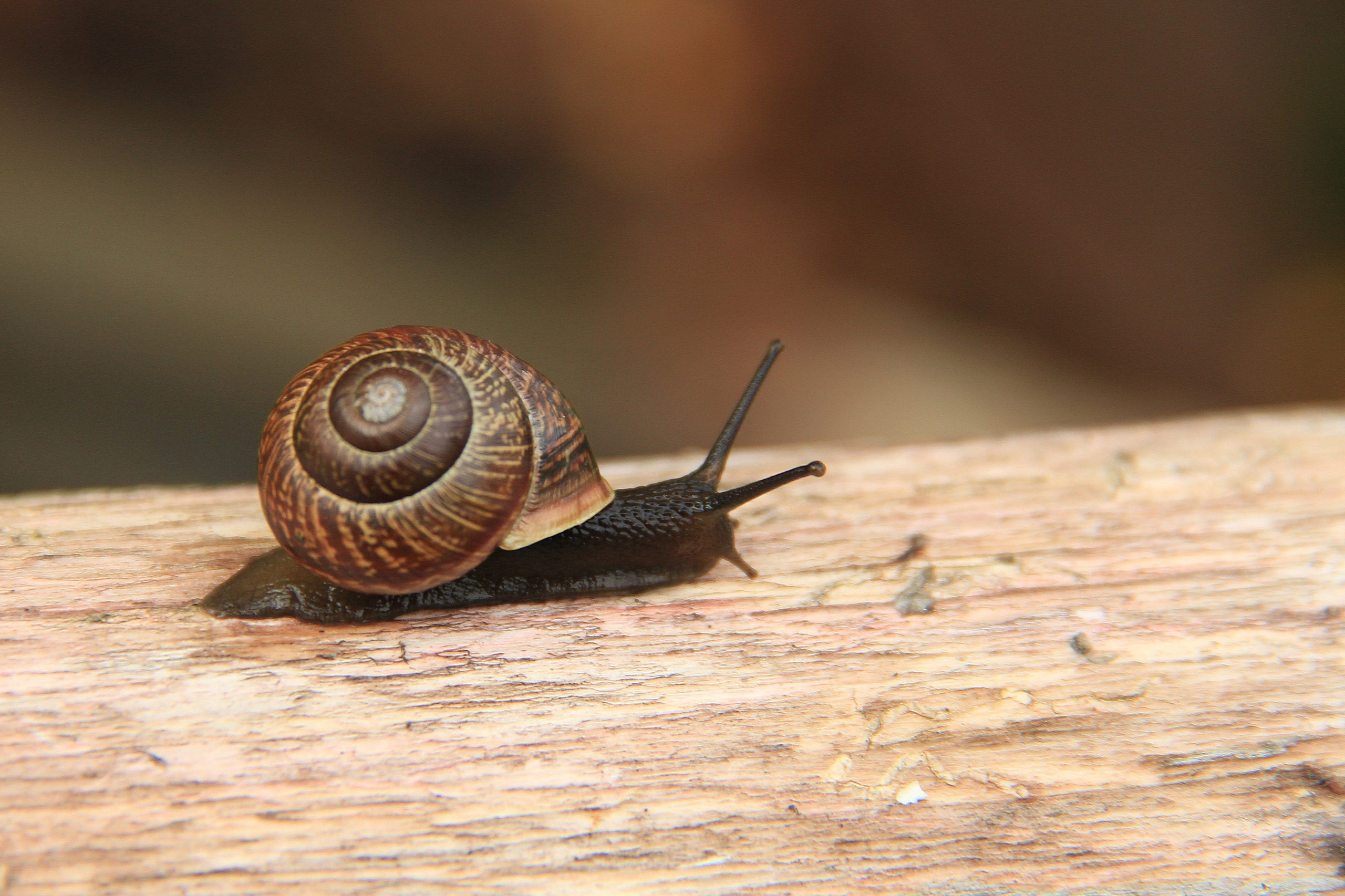 Природа. Животные. Фотограф в Санкт-Петербурге Александр Костюнин