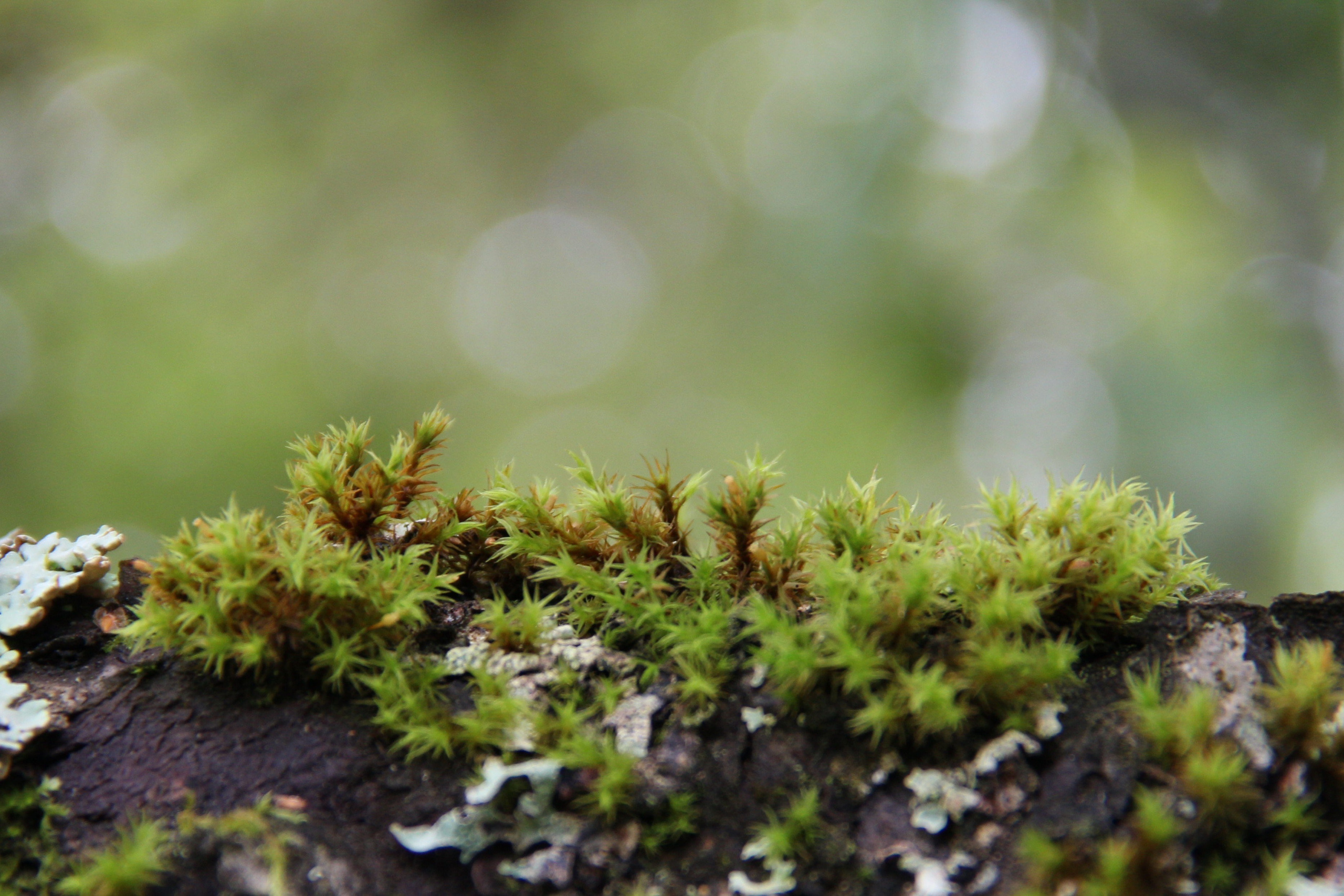 Природа. Растения. Фотограф в Санкт-Петербурге Александр Костюнин
