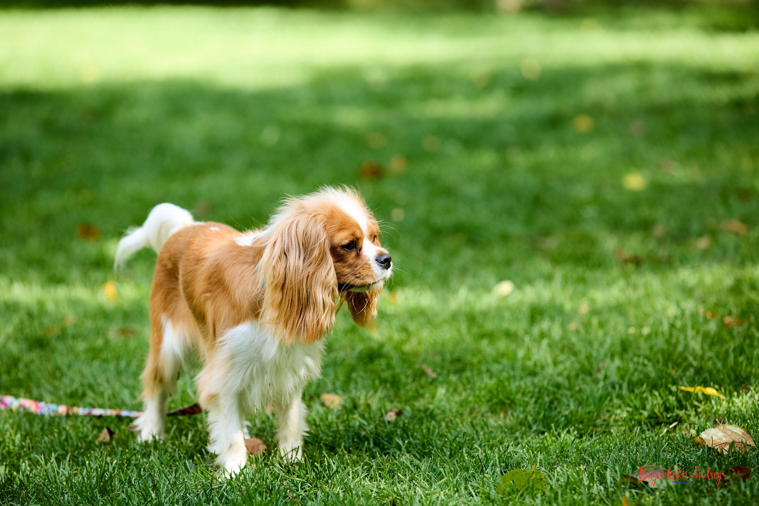 Фотопрогулка с кавалерами. Buyvolenko Andrey