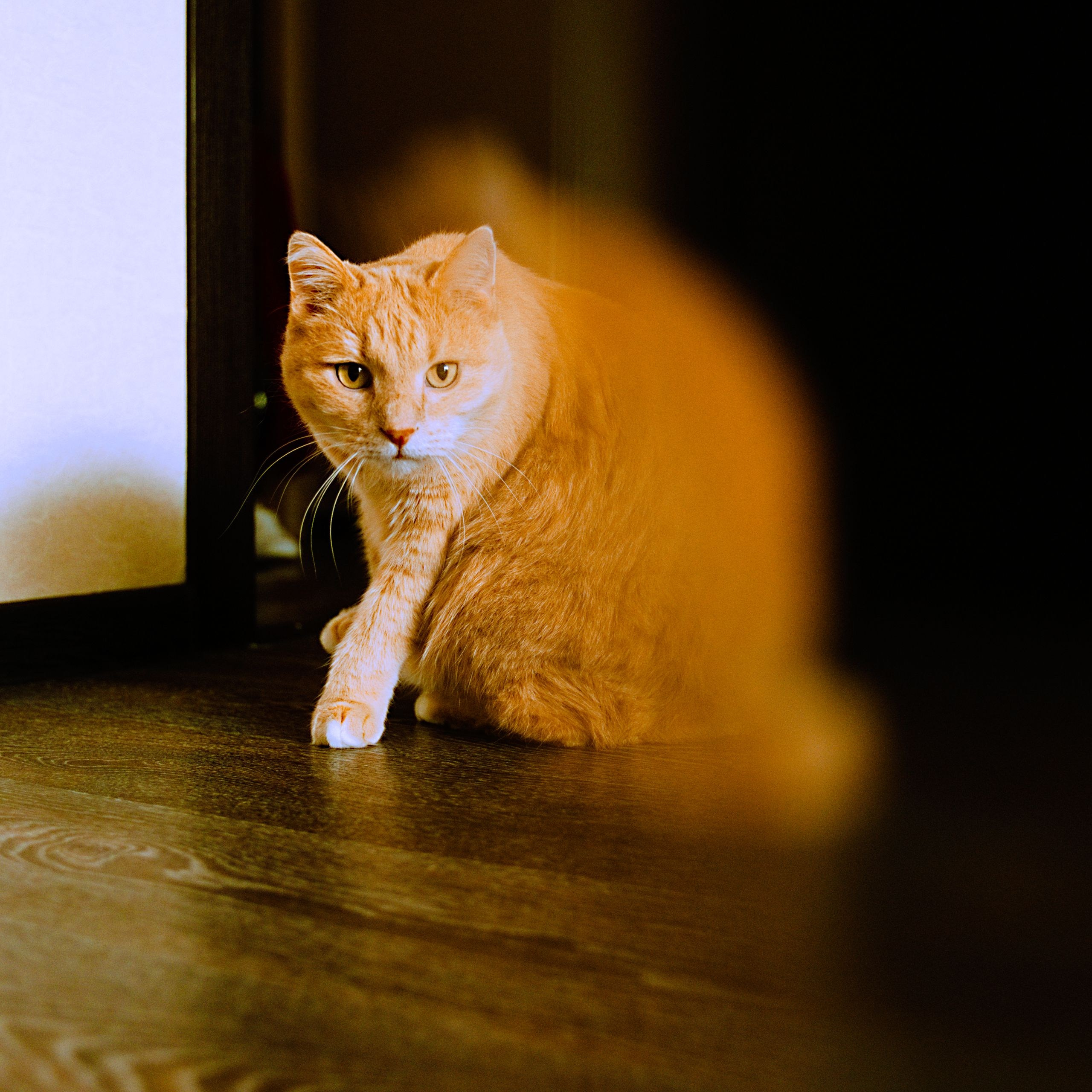 Chill wedding. Фотограф Серафим Крюков