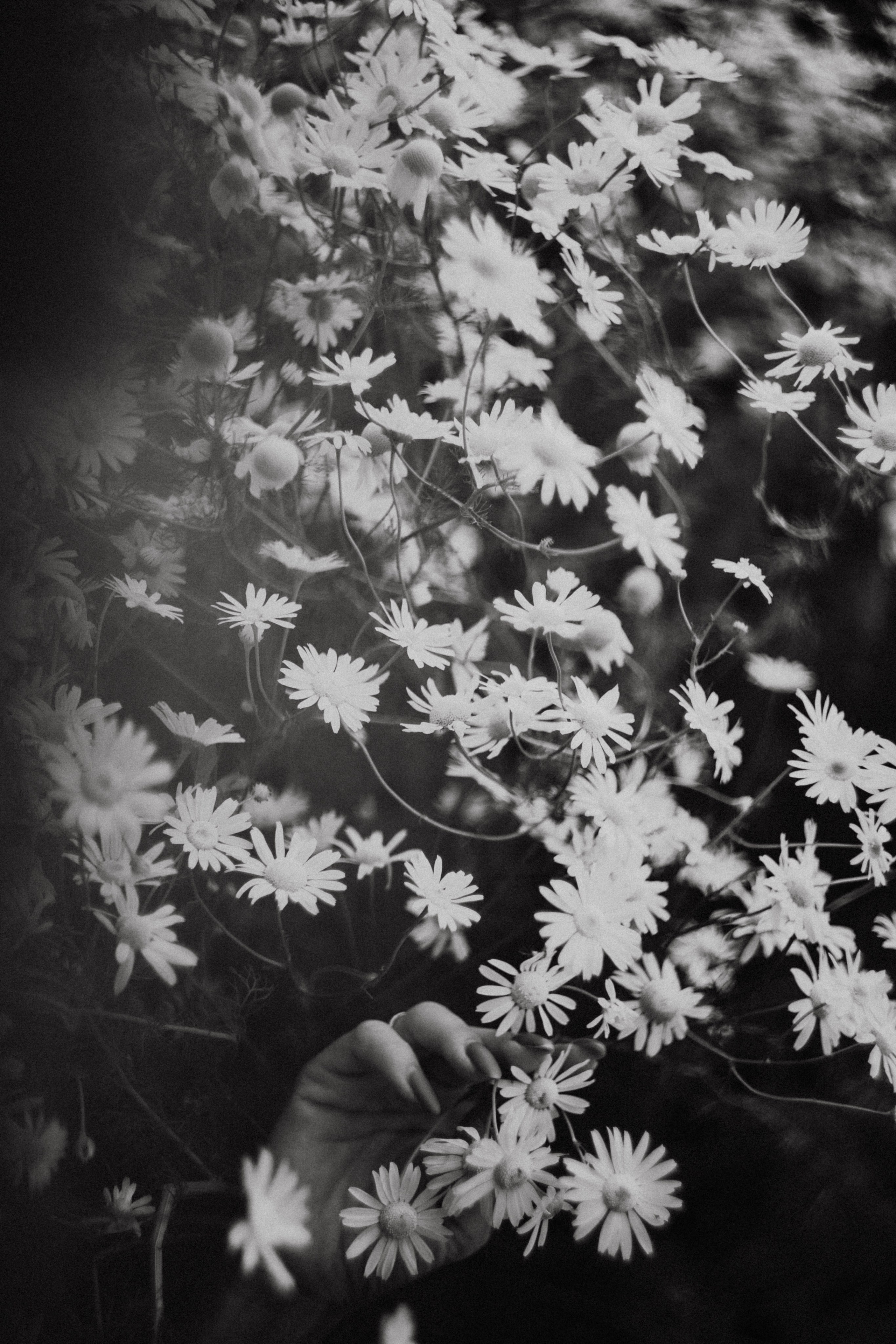 Надя в ромашках. Фотограф в Нижнем Новгороде