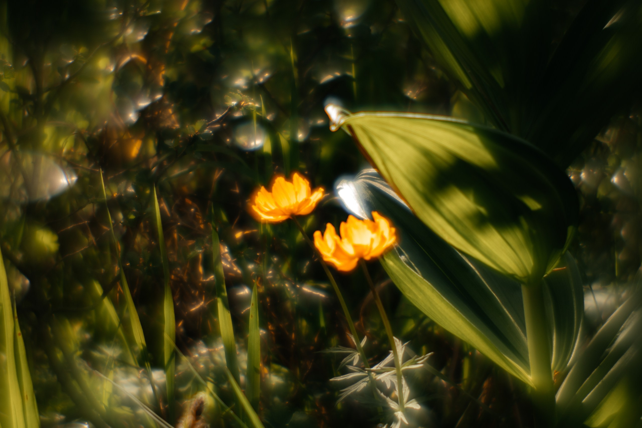 Ловец снов. Фотограф в Красноярске Оксана Корчагина