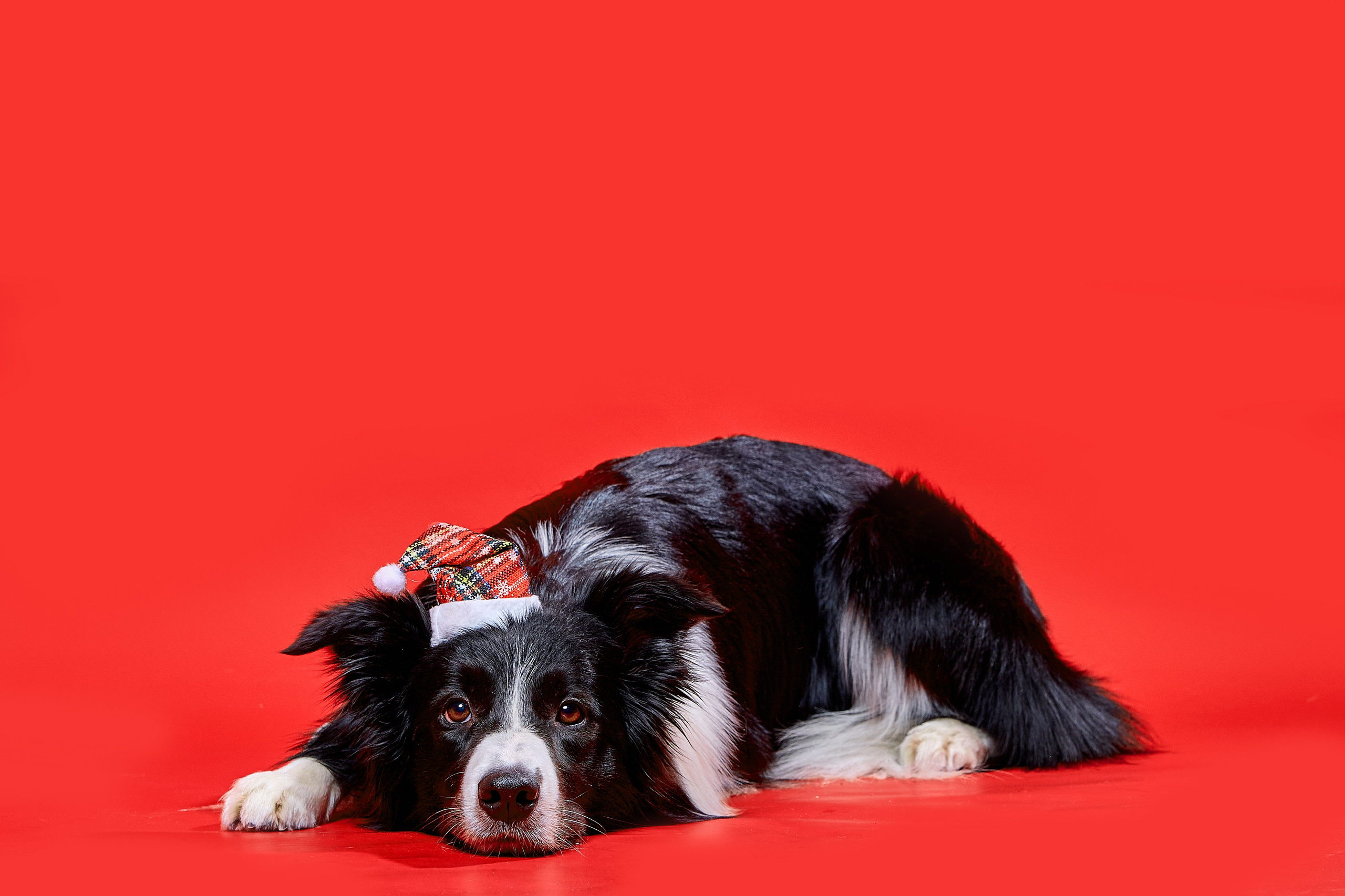 Фотосъёмка животных. Предметный и репортажный фотограф Алексей Кротов