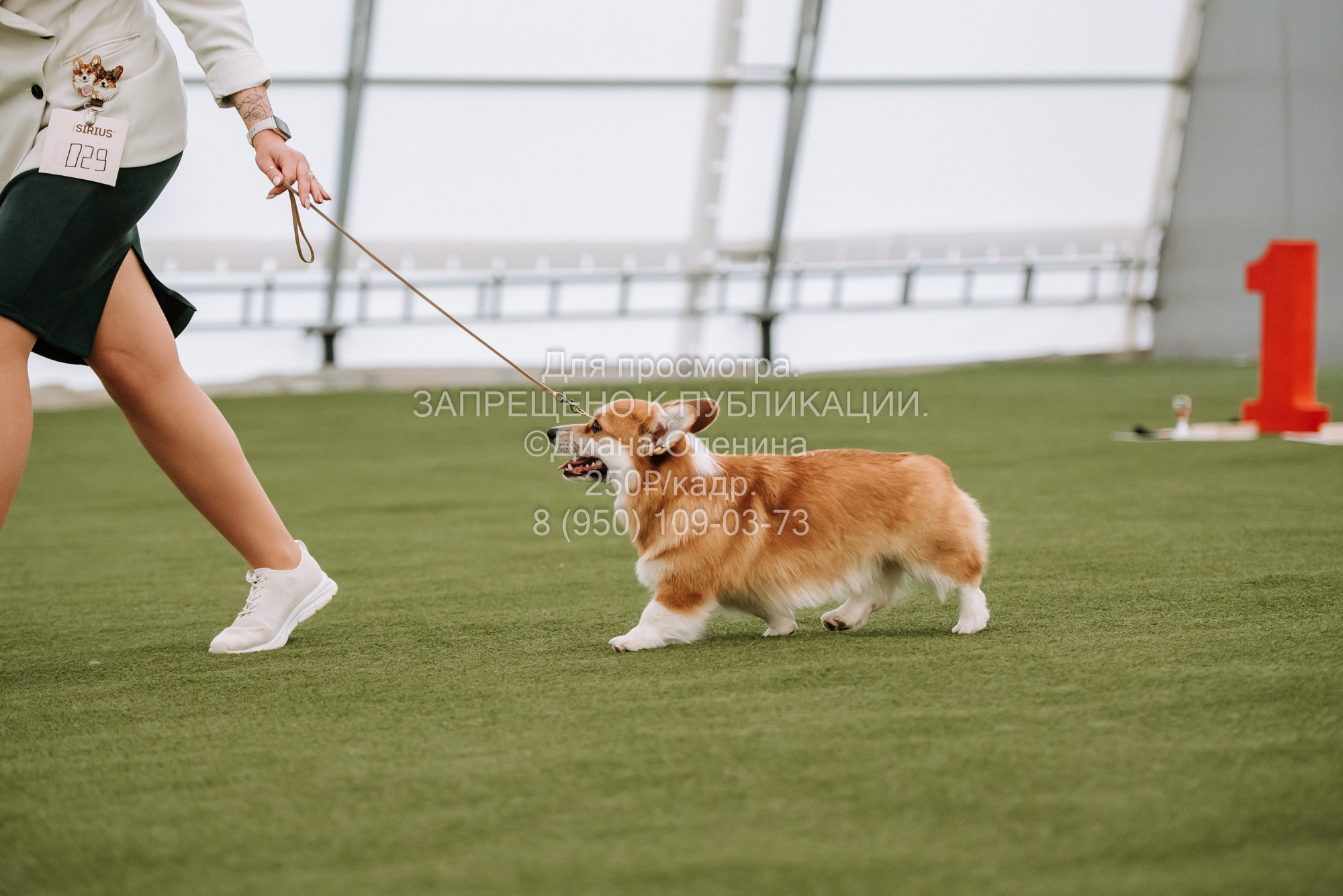 Выставка собак Красноярск 2.06. Фотограф Диана Оленина Красноярск / Братск