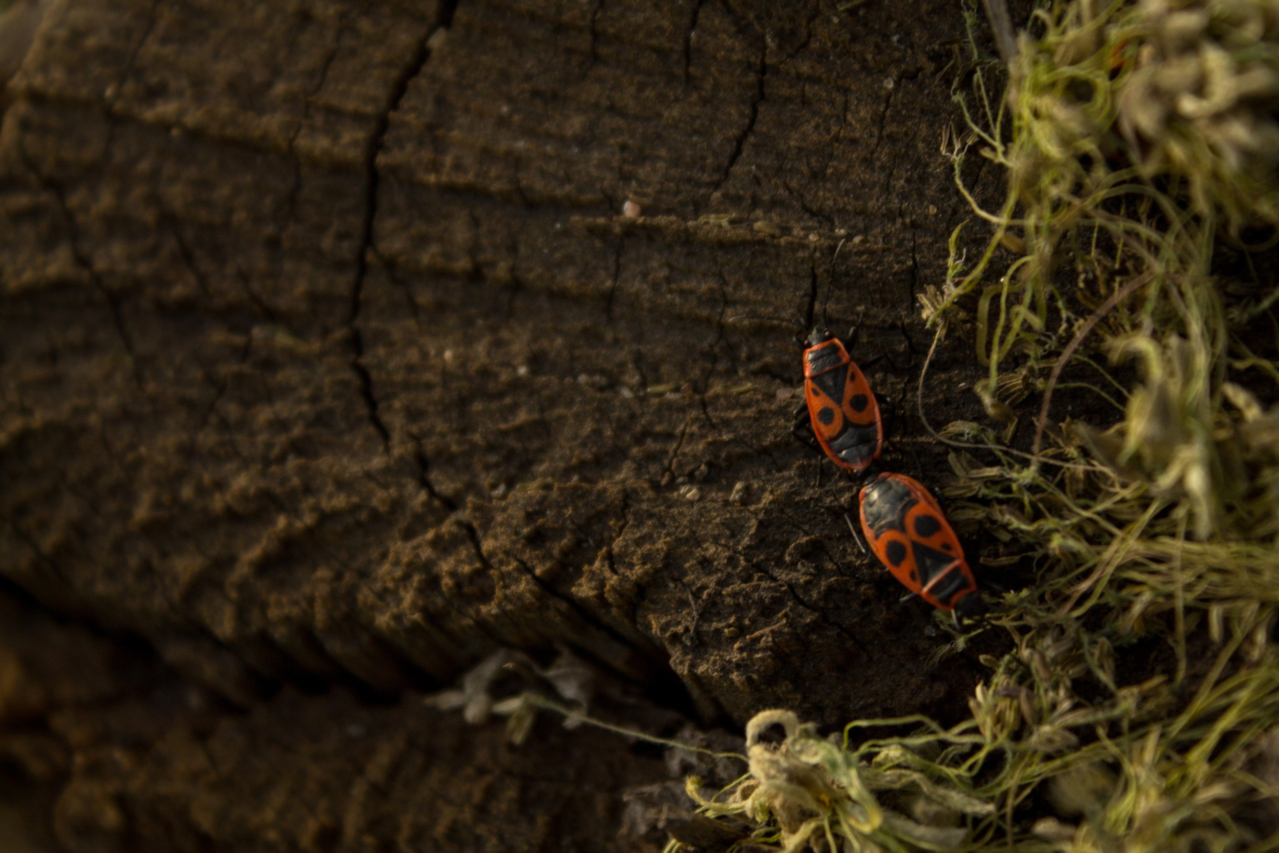 Цветы, колосья и все, что растет. Фотограф Старый Оскол Мавлыга Мария