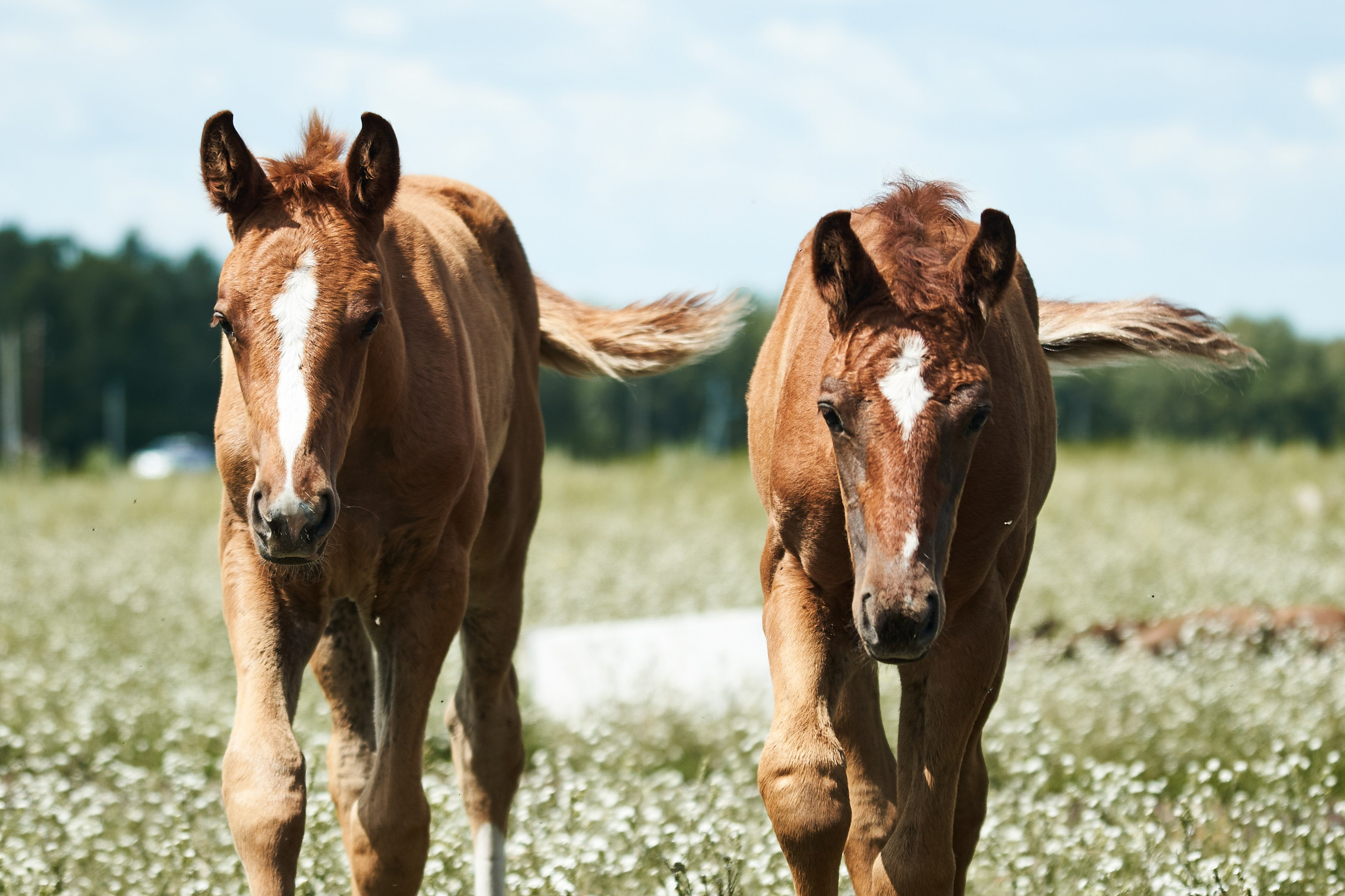 Жеребята КСОЦ «Свобода». Фотосессии с лошадьми в Москве, Новосибирске