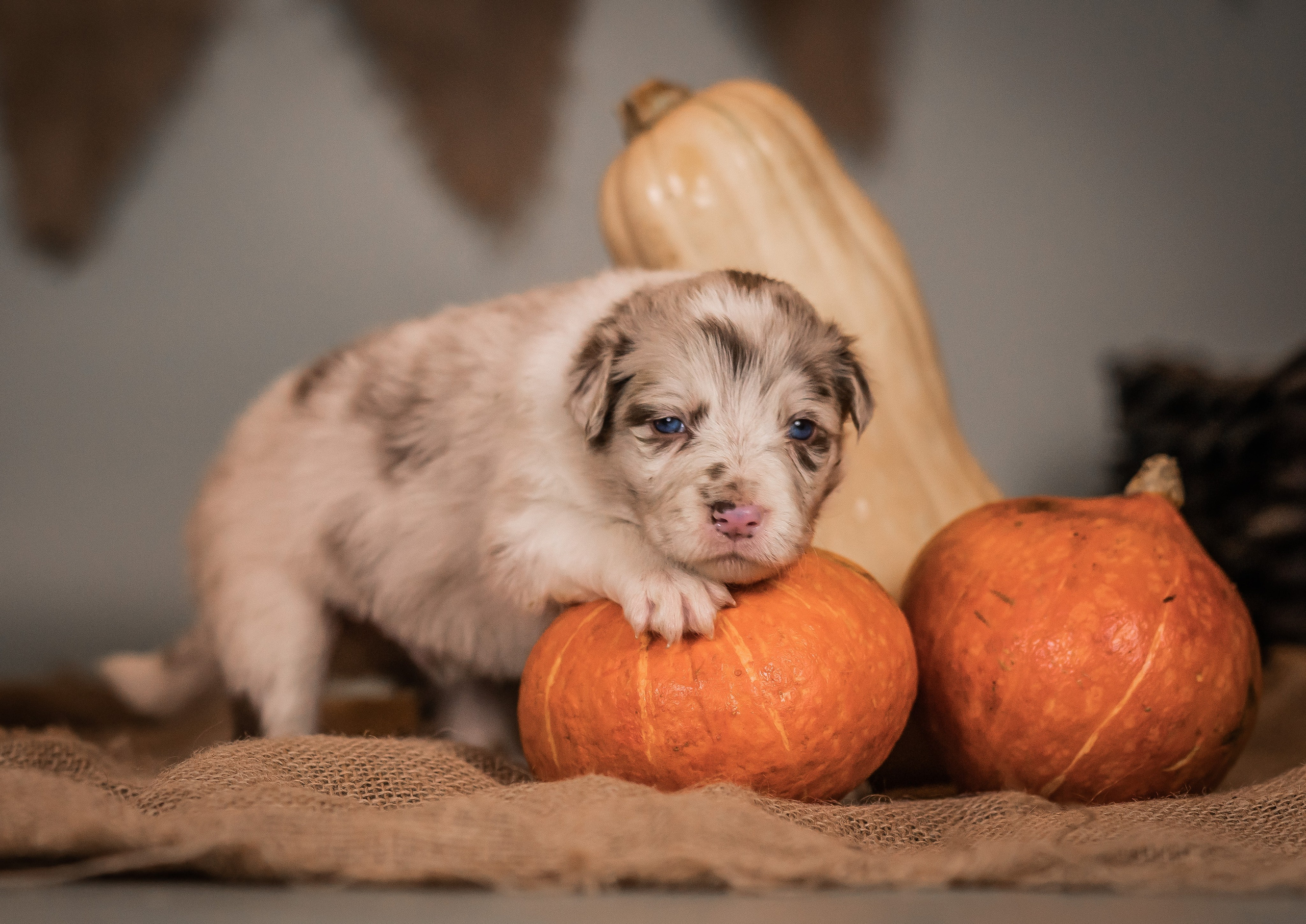 Фритсвит. Семейный фотограф Ефремова Виктория