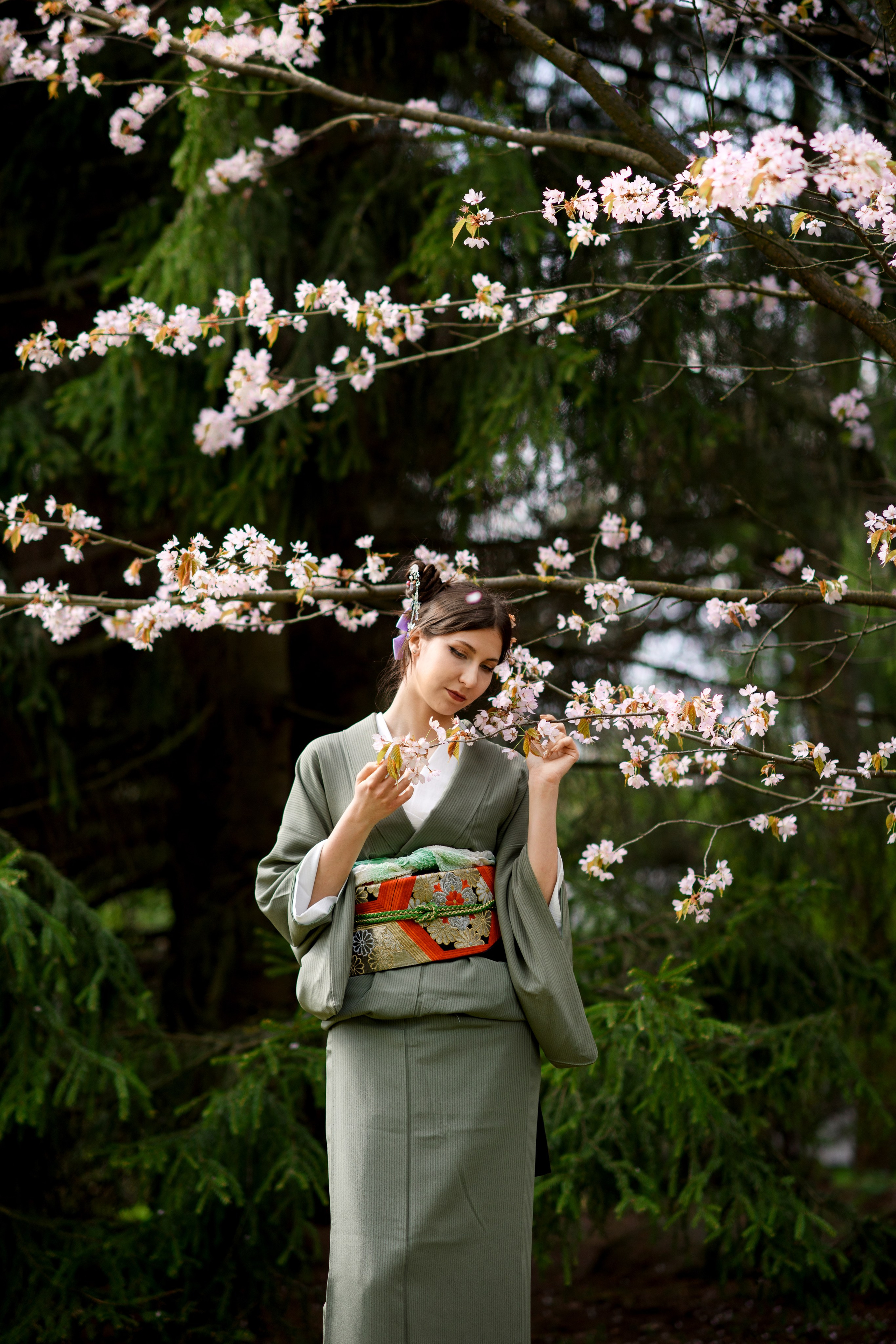 Любование цветением сакуры в Японском саду. Главная