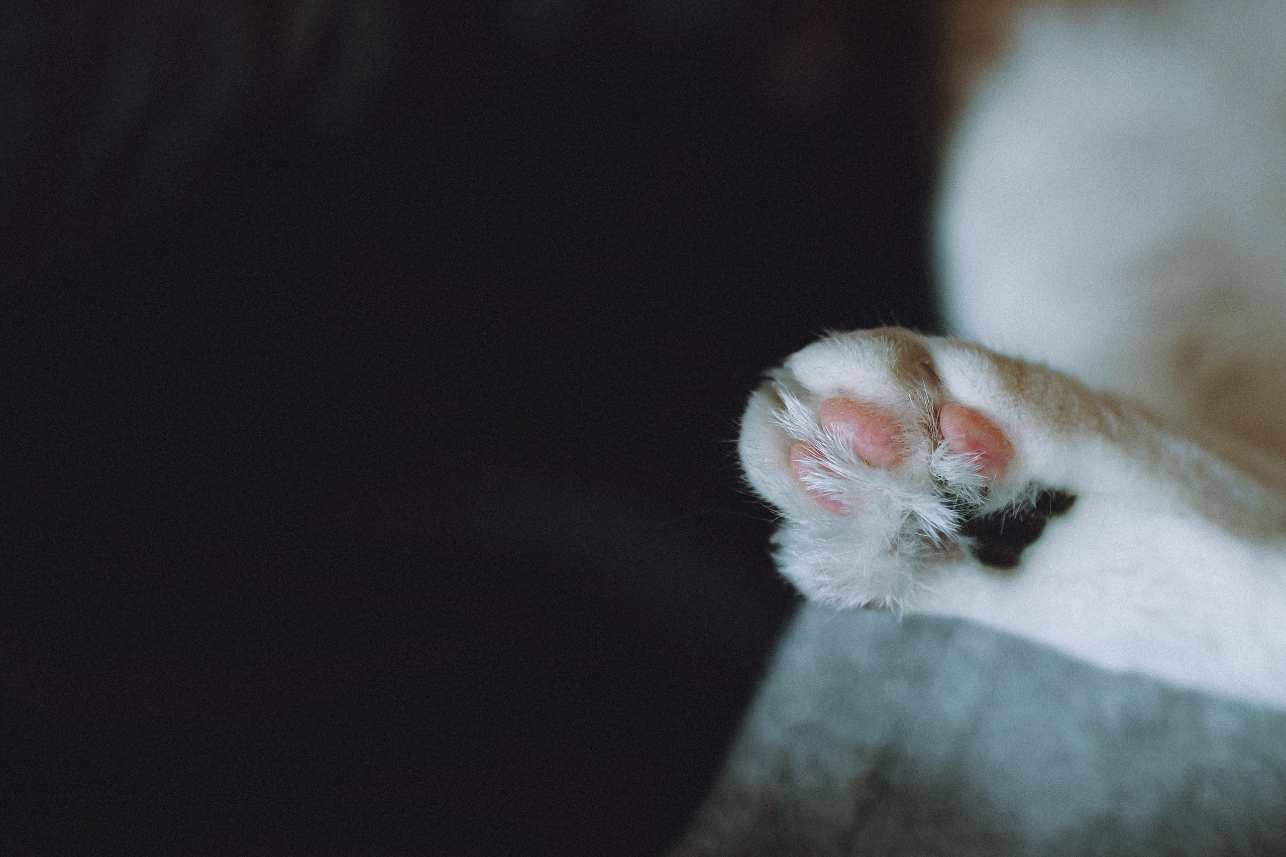 Наташа, Маруся и Зефир