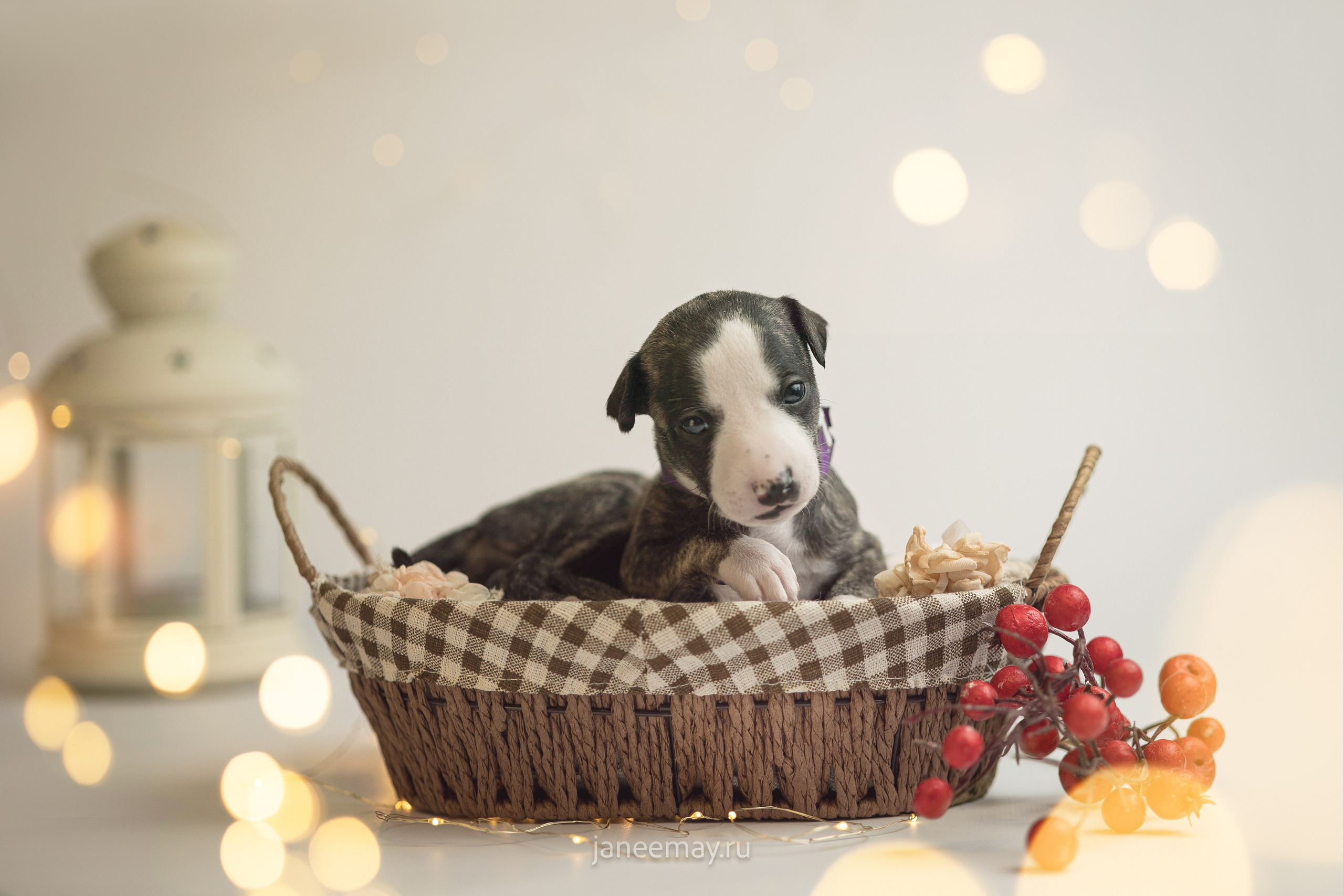 Малыши уиппеты Великбековых. Фотограф анималист в Москве Майорова Евгения