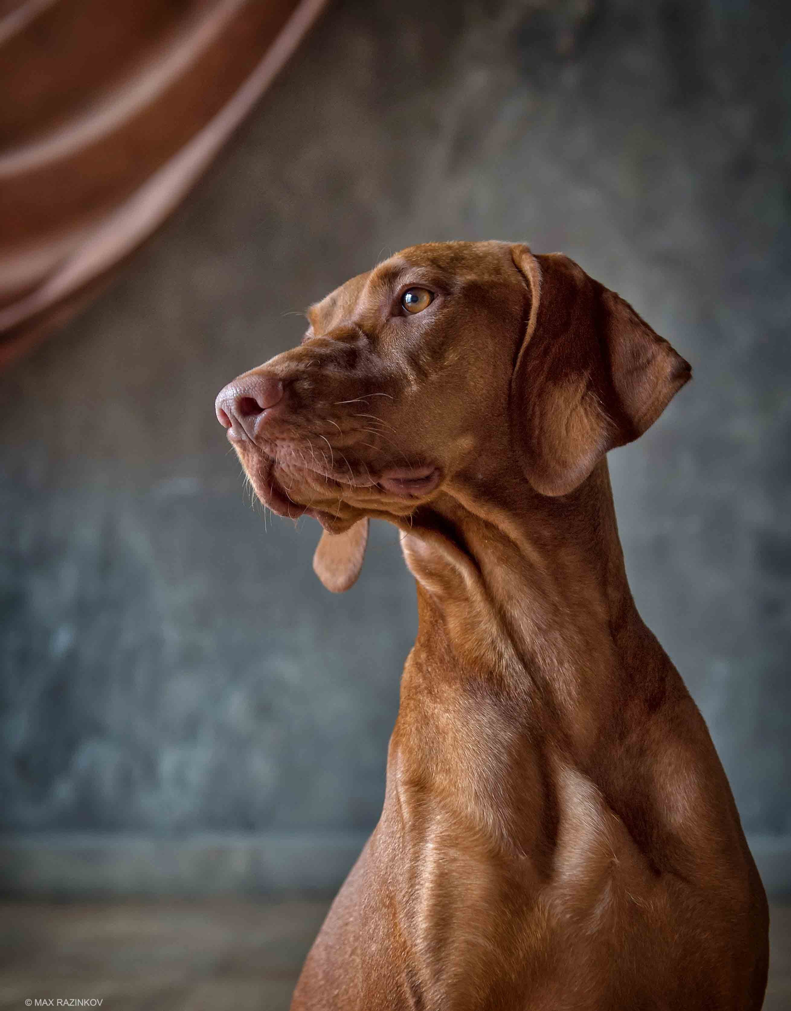 Собаки. Портретная и свадебная фотосъемка. Москва и область