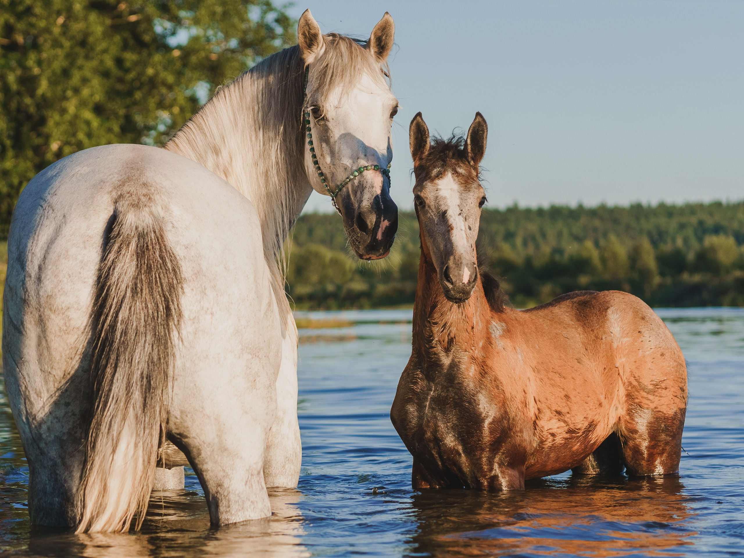 Life with horse. Saamill