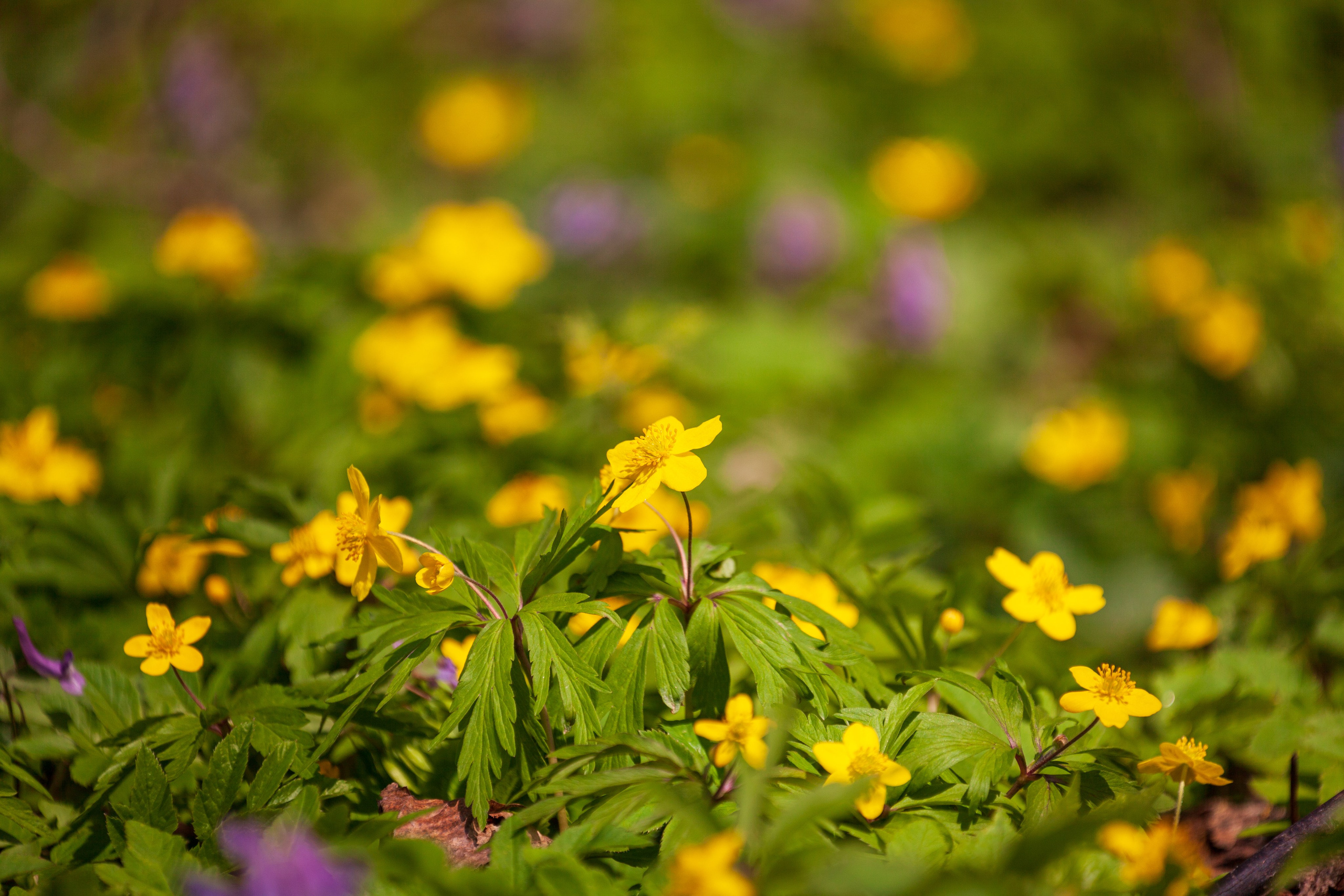 Весеннее настроение. Фотохудожник Артём Парамонов