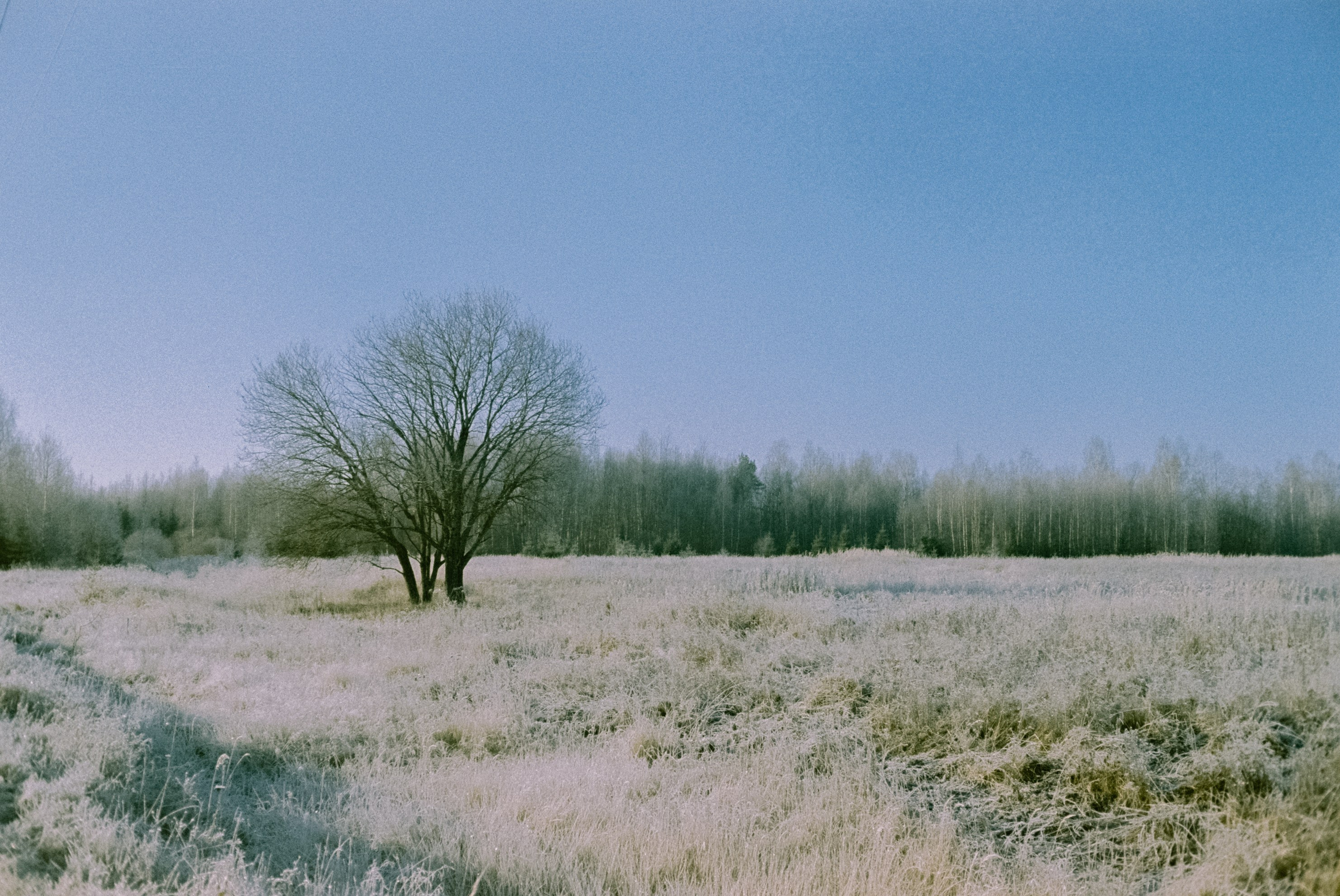 Minolta Hi-Matic 7sII / Kodak Color 200 (просрочка) / Лукино