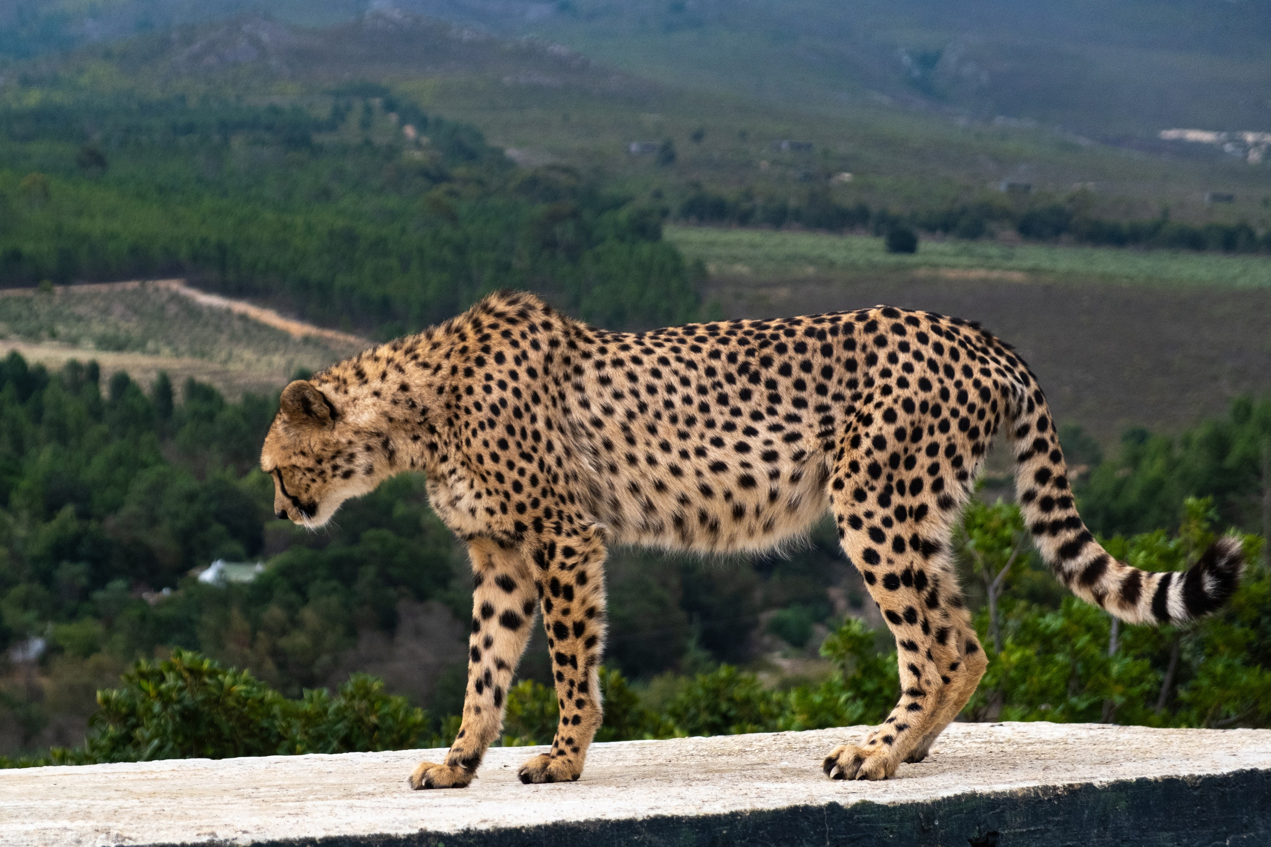 Пингвины и другие. Фотографии из путешествий