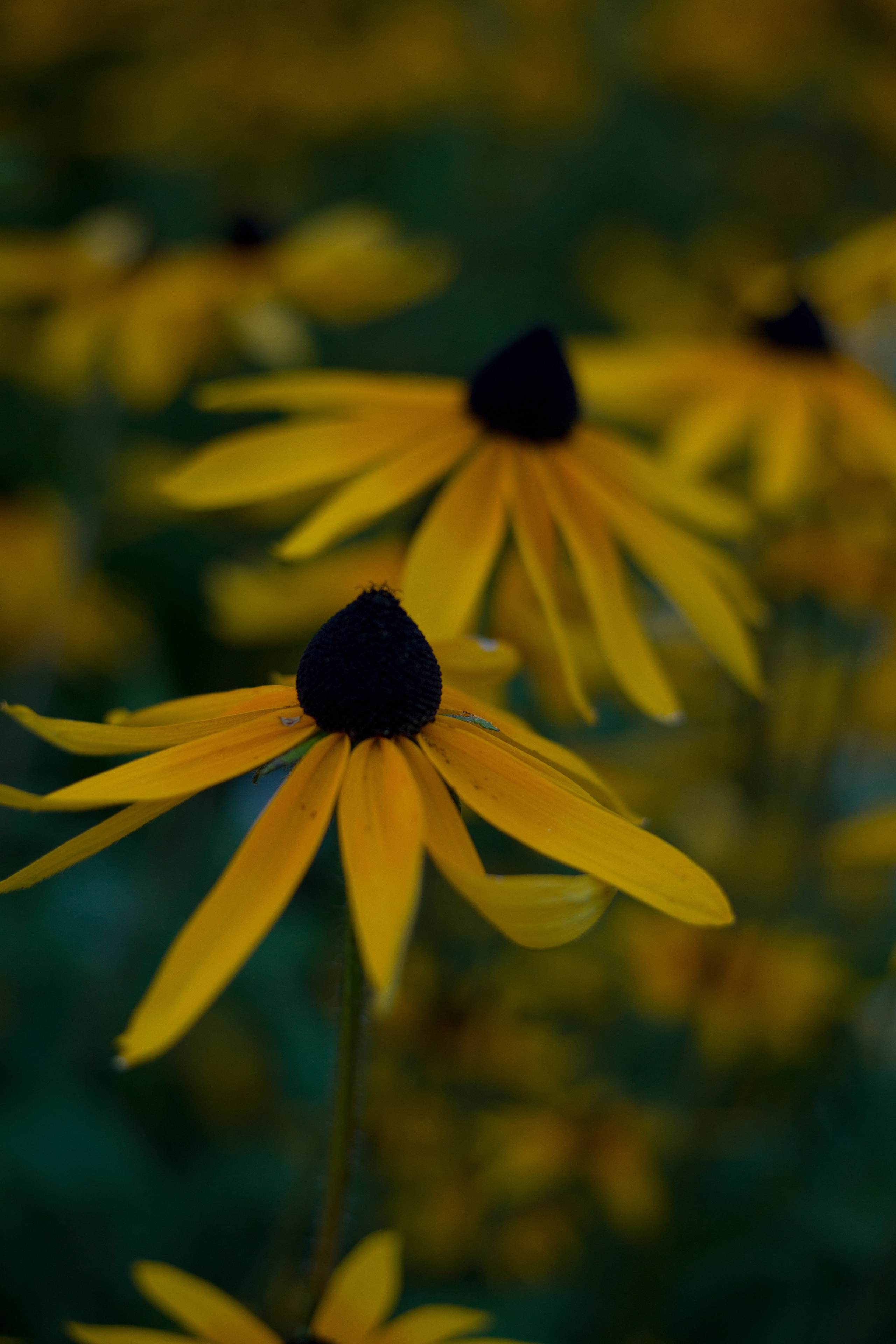 Ботаника. Контент-фотограф в Нижнем Новгороде Антошина Ольга