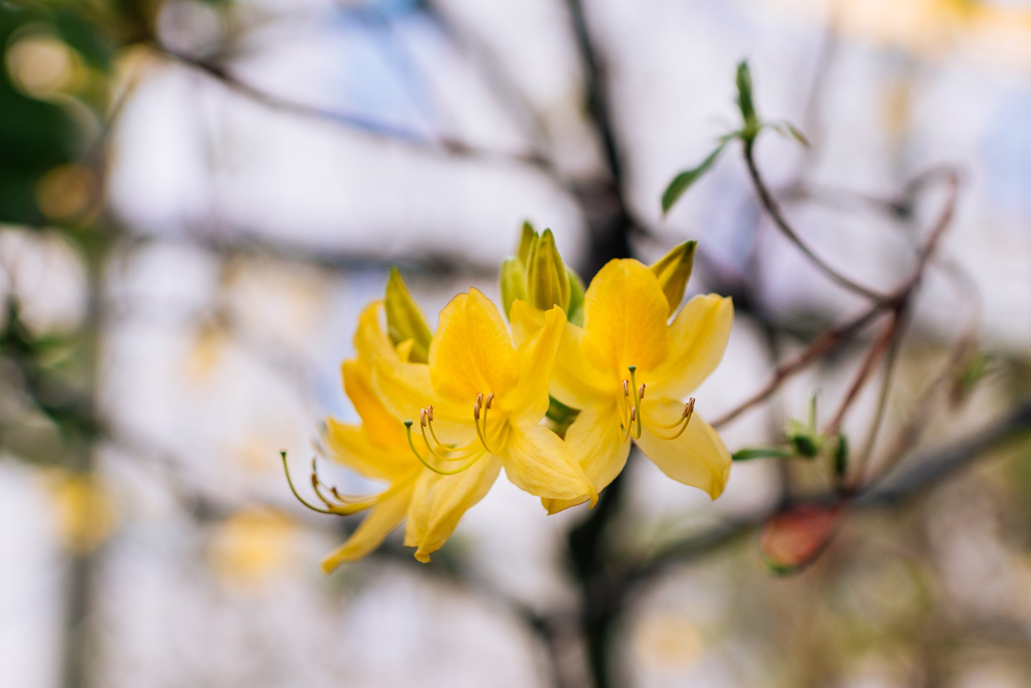 Ботанический сад. Субтропический маршрут. Март 26. Репортажный фотограф в Санкт-Петербурге Анастасия Клёпова