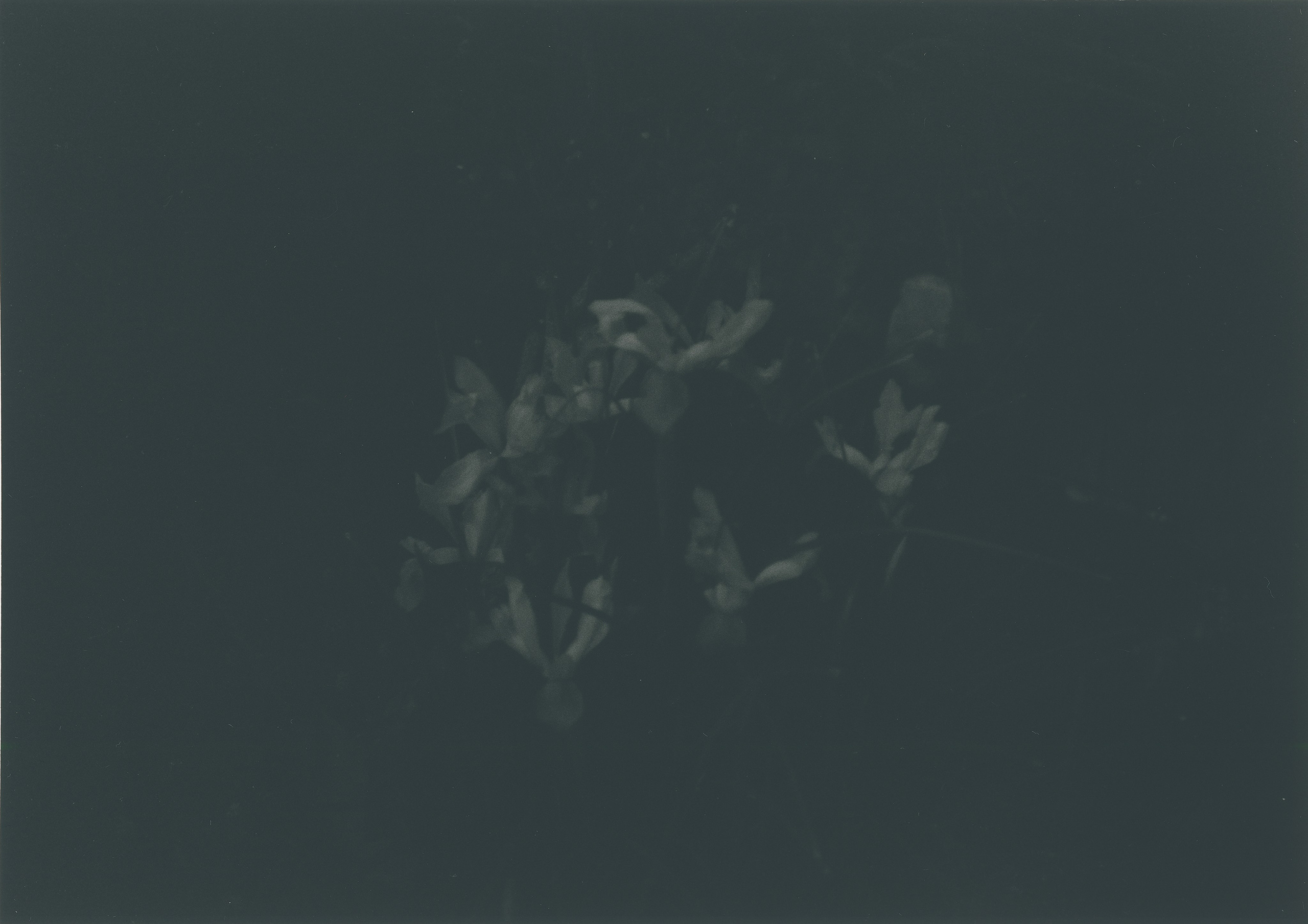 Проект «The Sun Burns» французской художницы Чочана Россо (Chochana Rosso). Private image