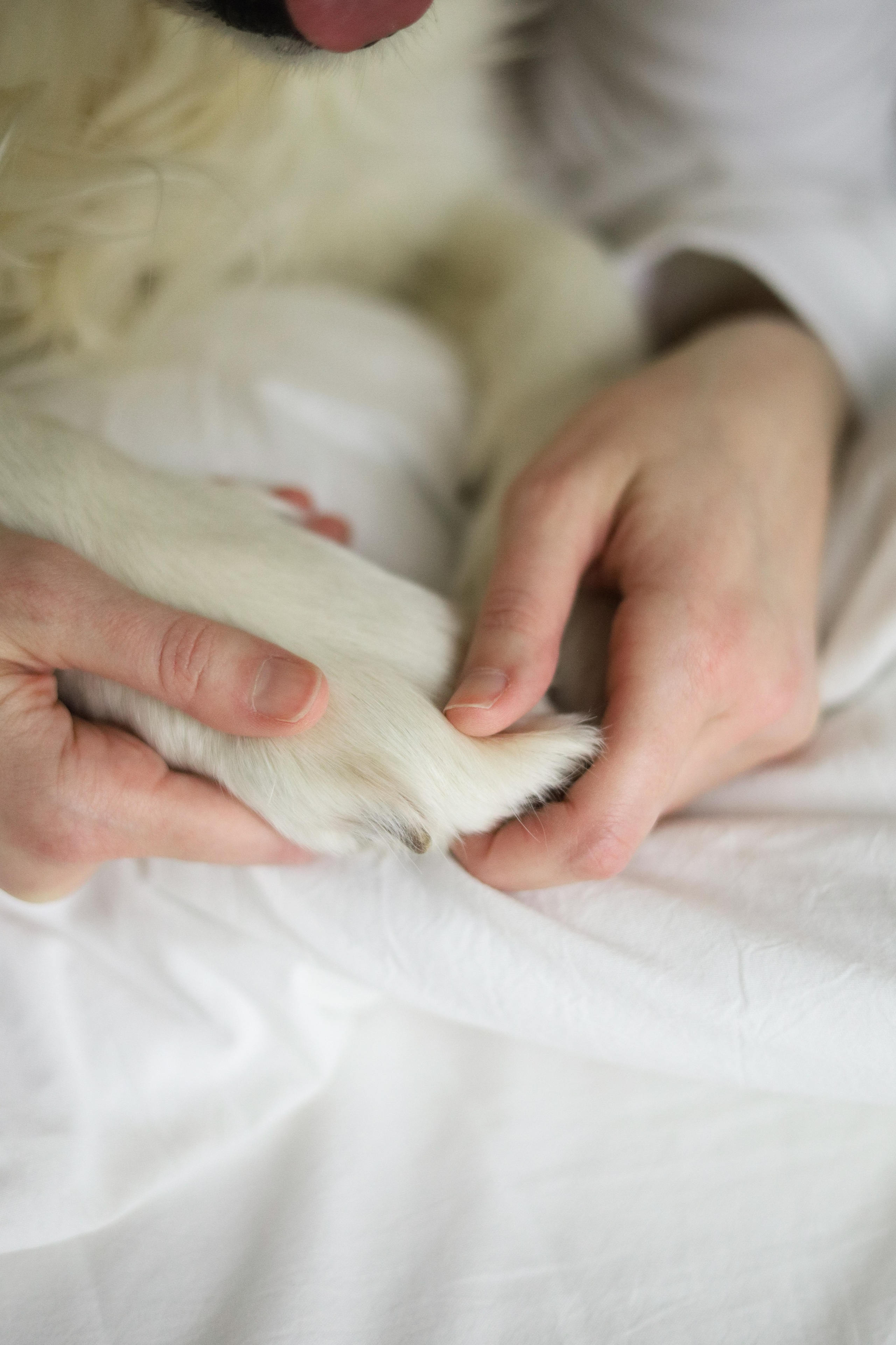 Зиз и Юля. Новогодняя. Фотограф-анималист Ксения Шевцова|Москва