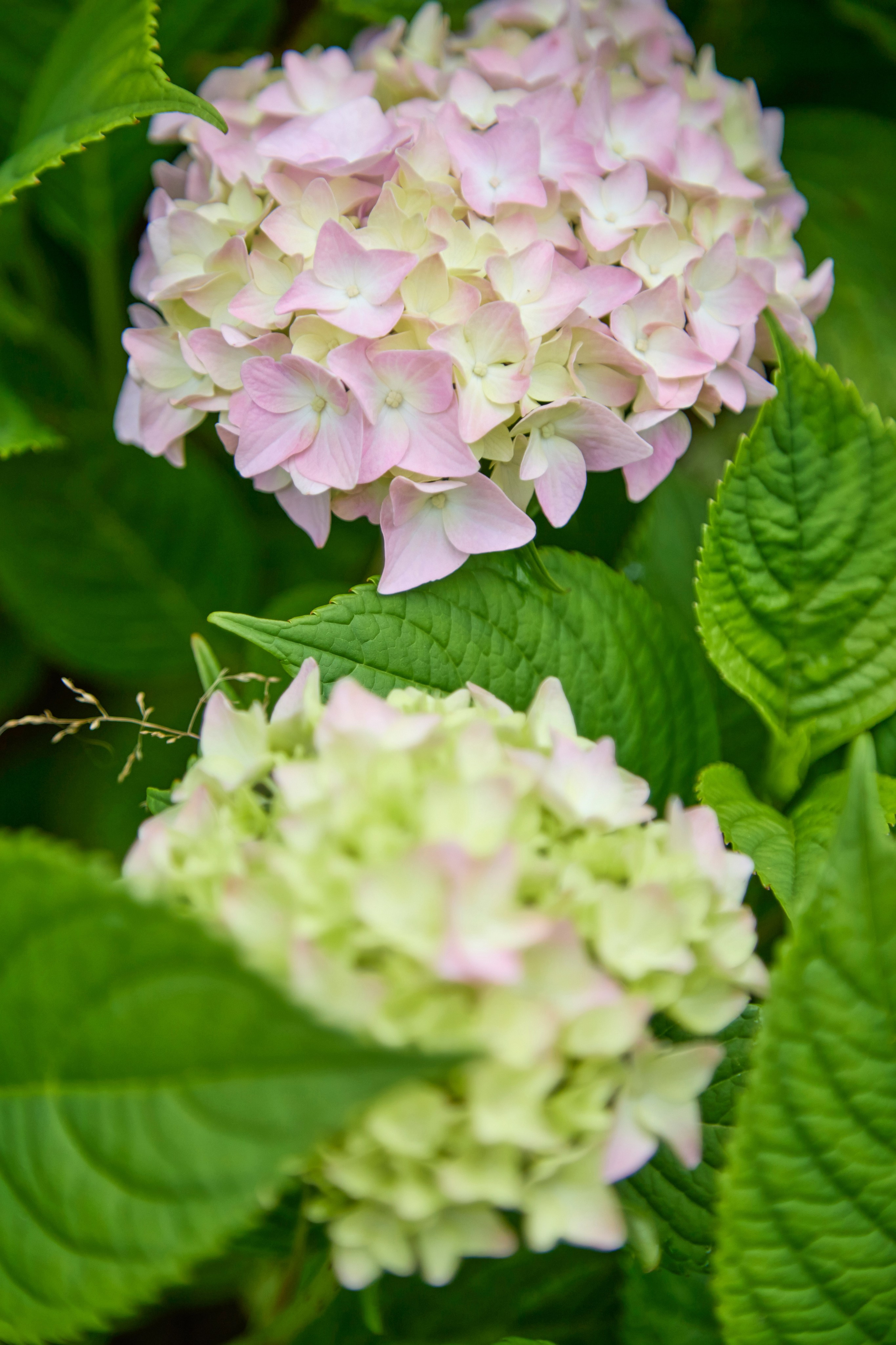 Пртретная фотосъемка в абхазии. Фотограф Абхазия